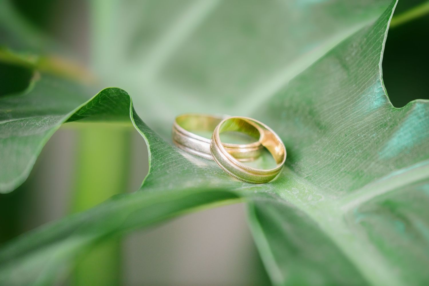 Two golden wedding rings resting on a fresh green leaf with soft natural lighting and shallow depth of field.