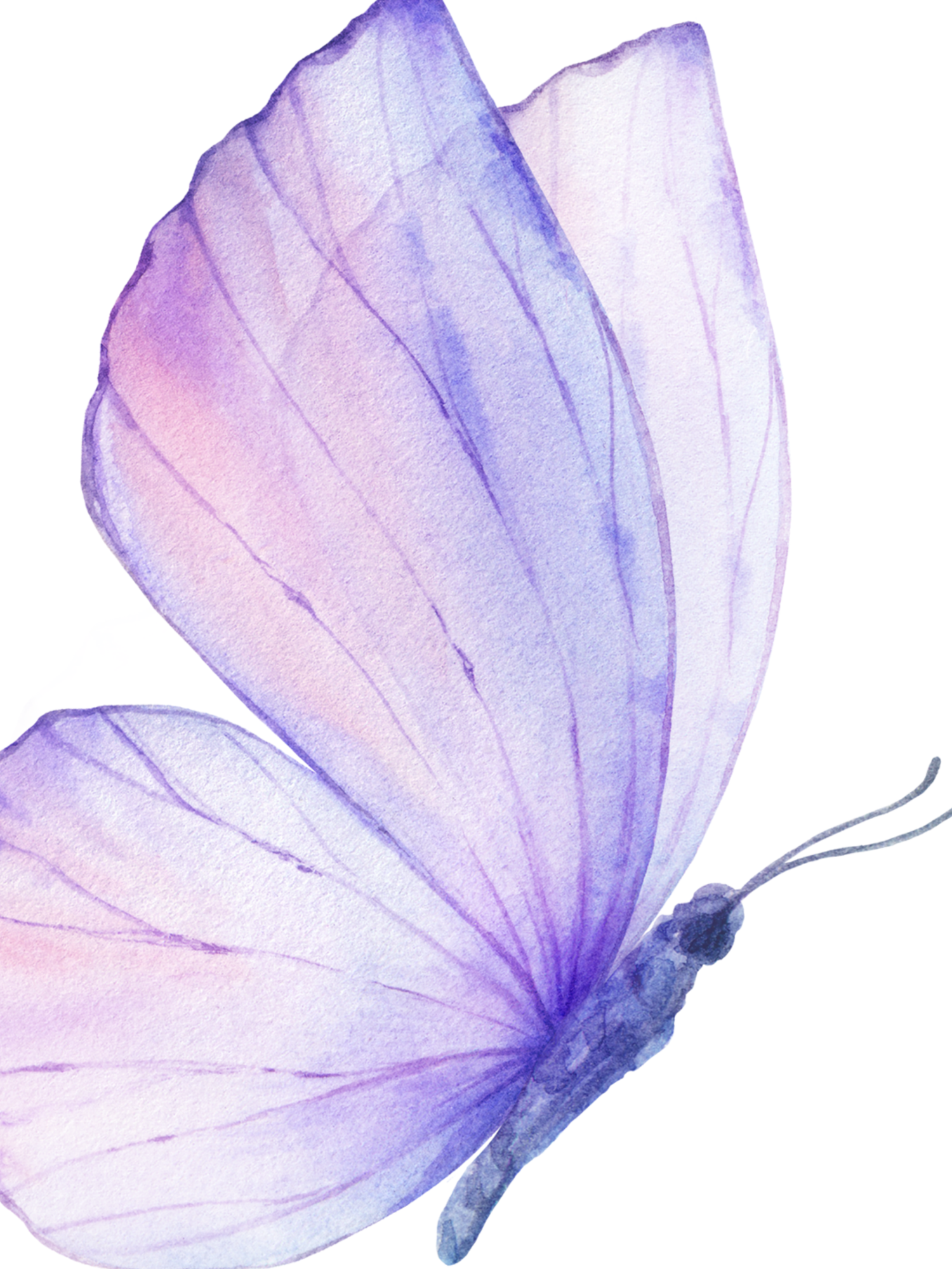 Delicate watercolor illustration of translucent purple and pink butterflies arranged in a graceful row.