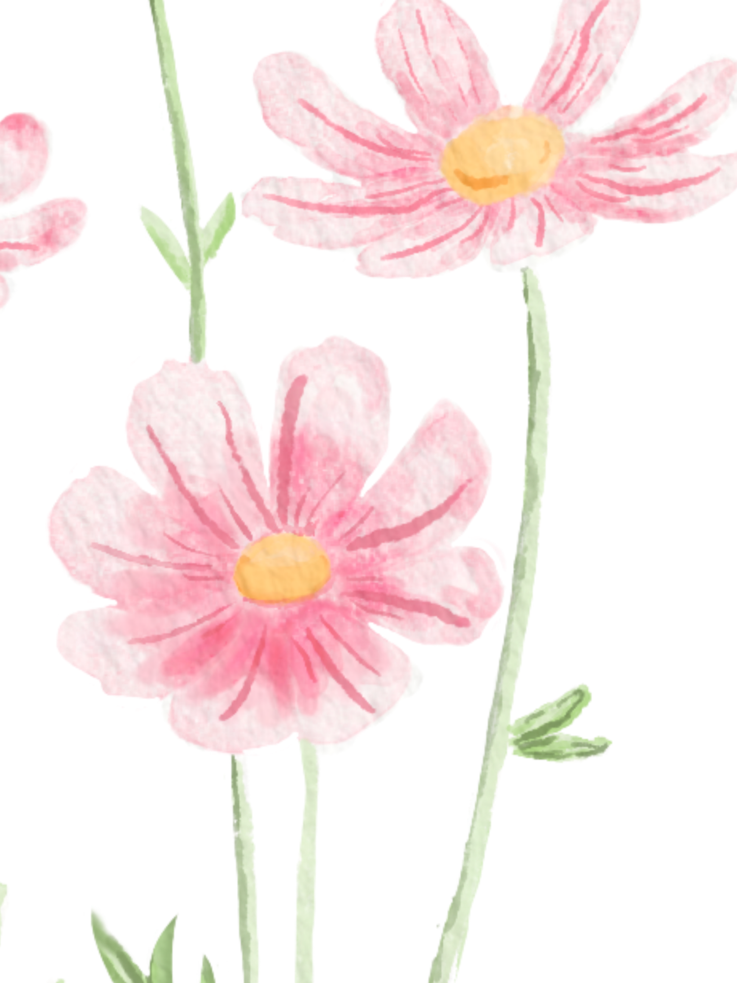 Delicate pink watercolor daisies with yellow centers arranged in a repeating pattern against a white background.