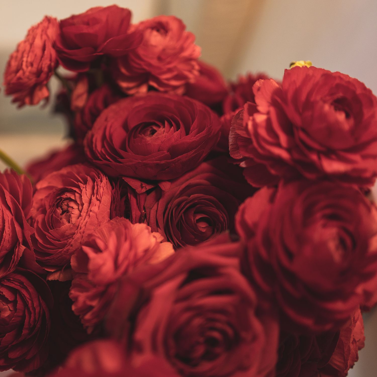 A bouquet of deep red ranunculus flowers in full bloom with layered ruffled petals in soft focus.