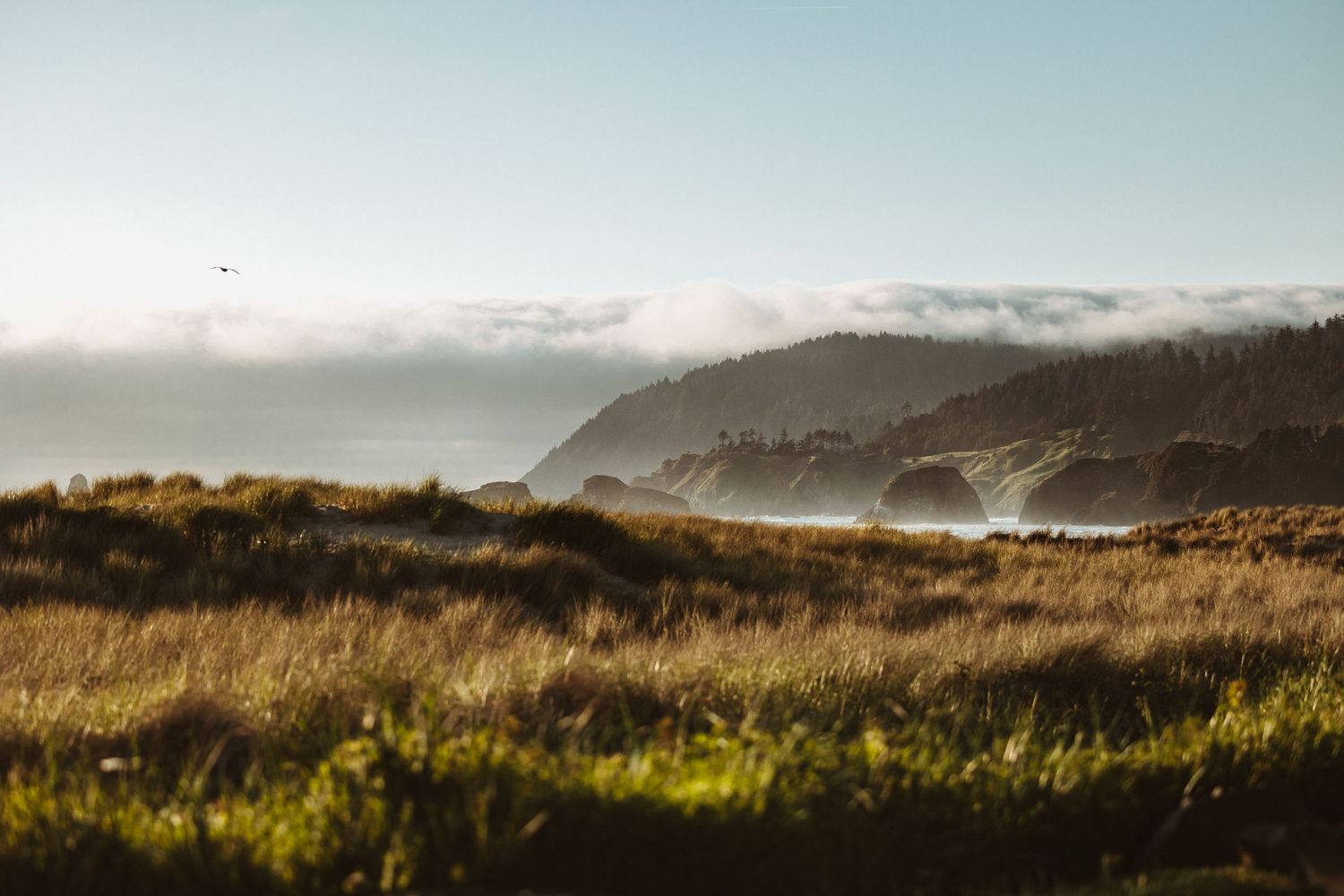 Misty coastal landscape with rolling hills and golden morning light over the ocean.