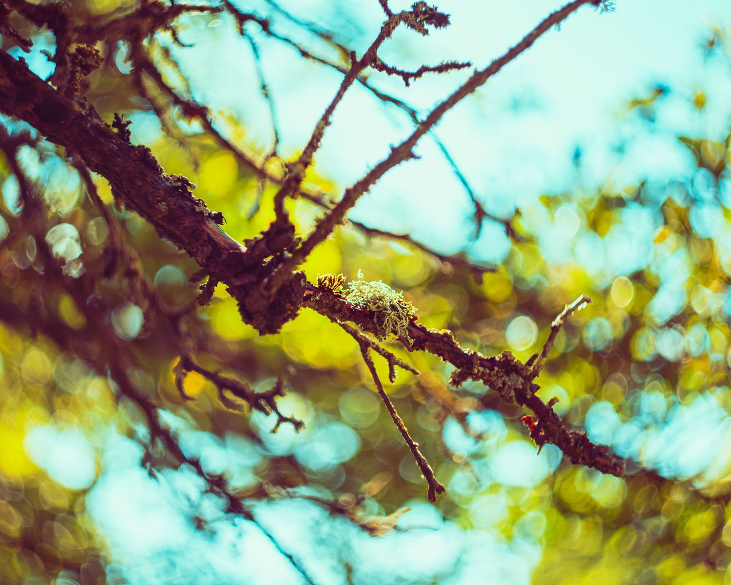Close-up of lichen-covered tree branch with bokeh green and blue foliage background.