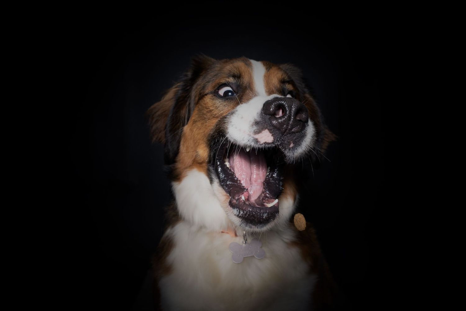 Moody dog portrait captured with dramatic studio lighting, deep shadows, and rich contrast,highlighting the dog’s personality and expression