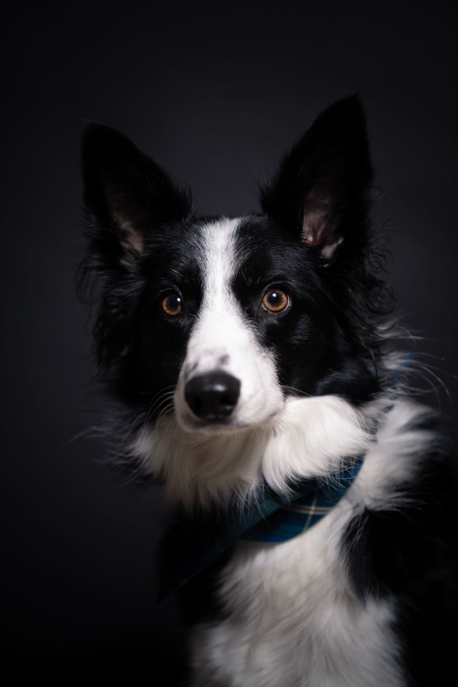 Moody dog portrait captured with dramatic studio lighting, deep shadows, and rich contrast,highlighting the dog’s personality and expression