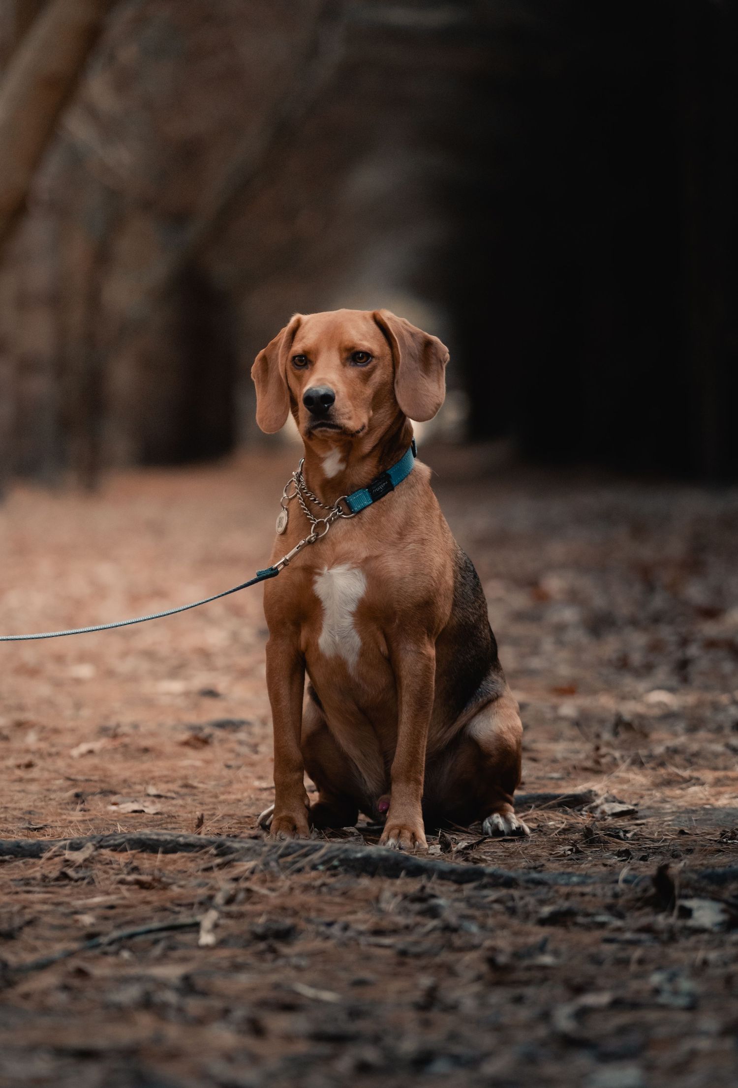 Outdoor dog portrait capturing a happy pup in natural light, surrounded by greenery, with a candid and playful feel.
