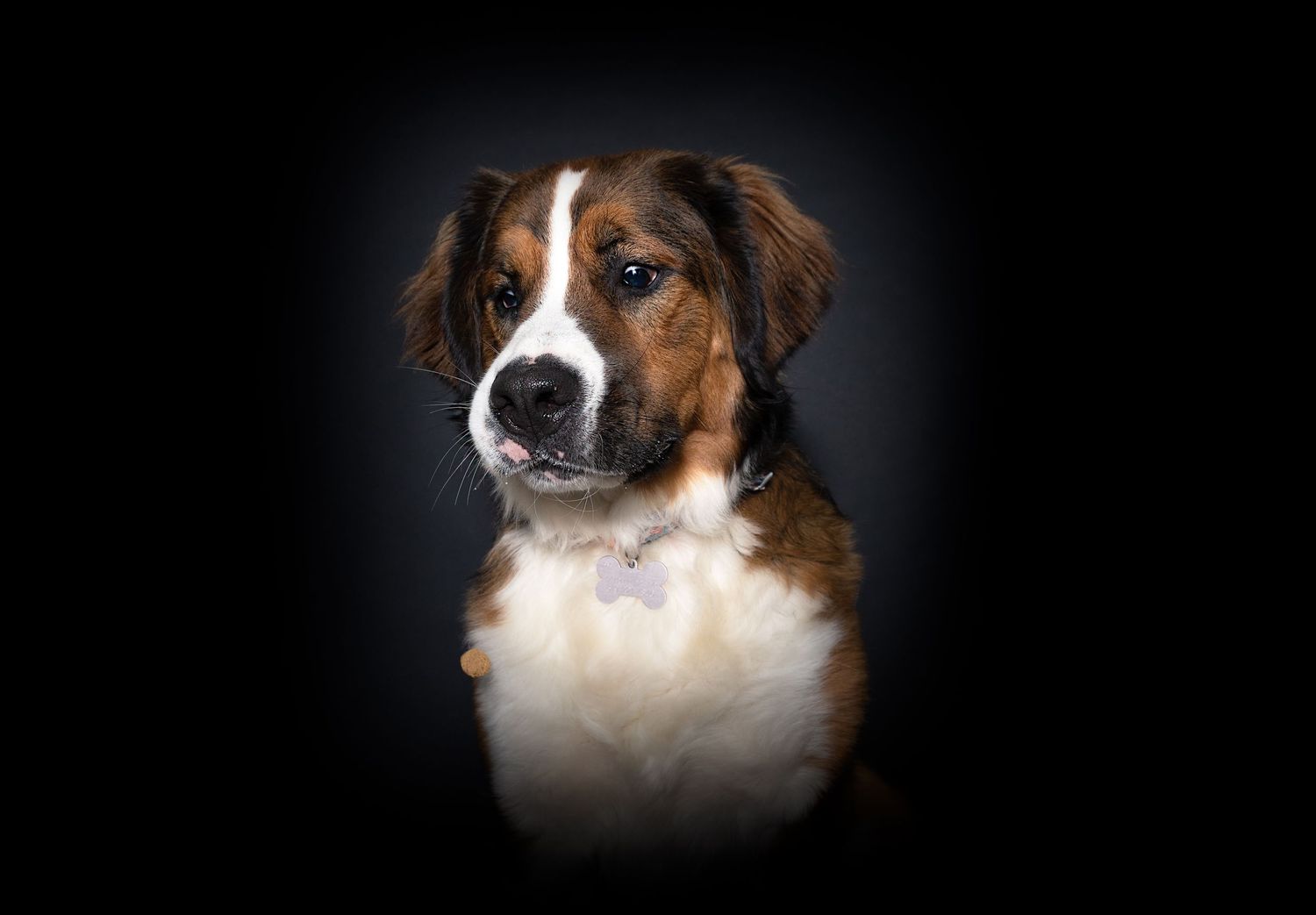 Moody dog portrait captured with dramatic studio lighting, deep shadows, and rich contrast,highlighting the dog’s personality and expression