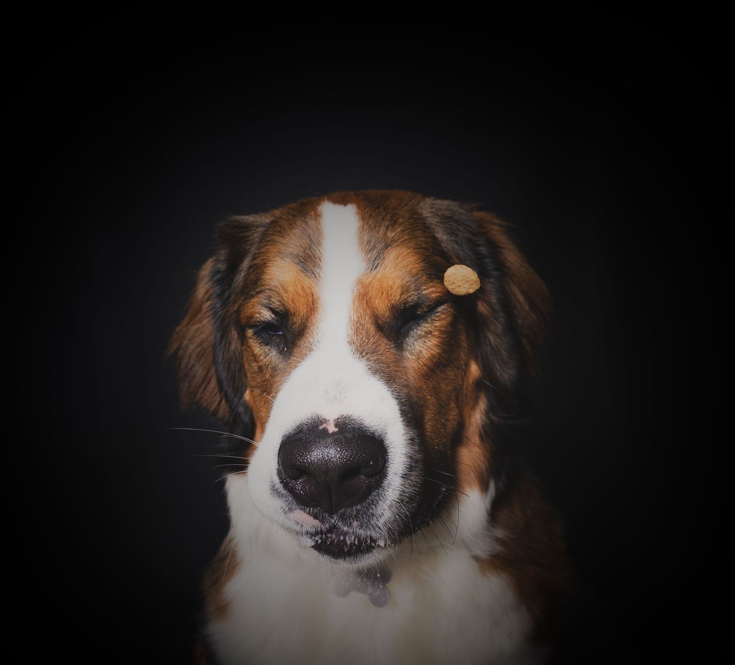 Moody dog portrait captured with dramatic studio lighting, deep shadows, and rich contrast, highlighting the dog’s personality and expressio