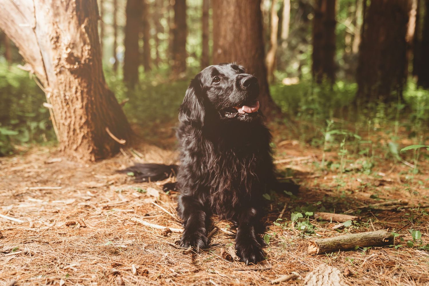 Outdoor dog portrait capturing a happy pup in natural light, surrounded by greenery, with a candid and playful feel.