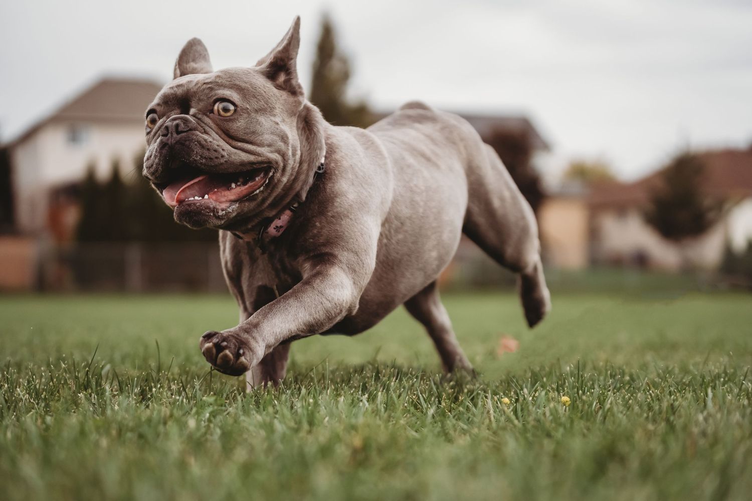 Outdoor dog portrait capturing a happy pup in natural light, surrounded by greenery, with a candid and playful feel.