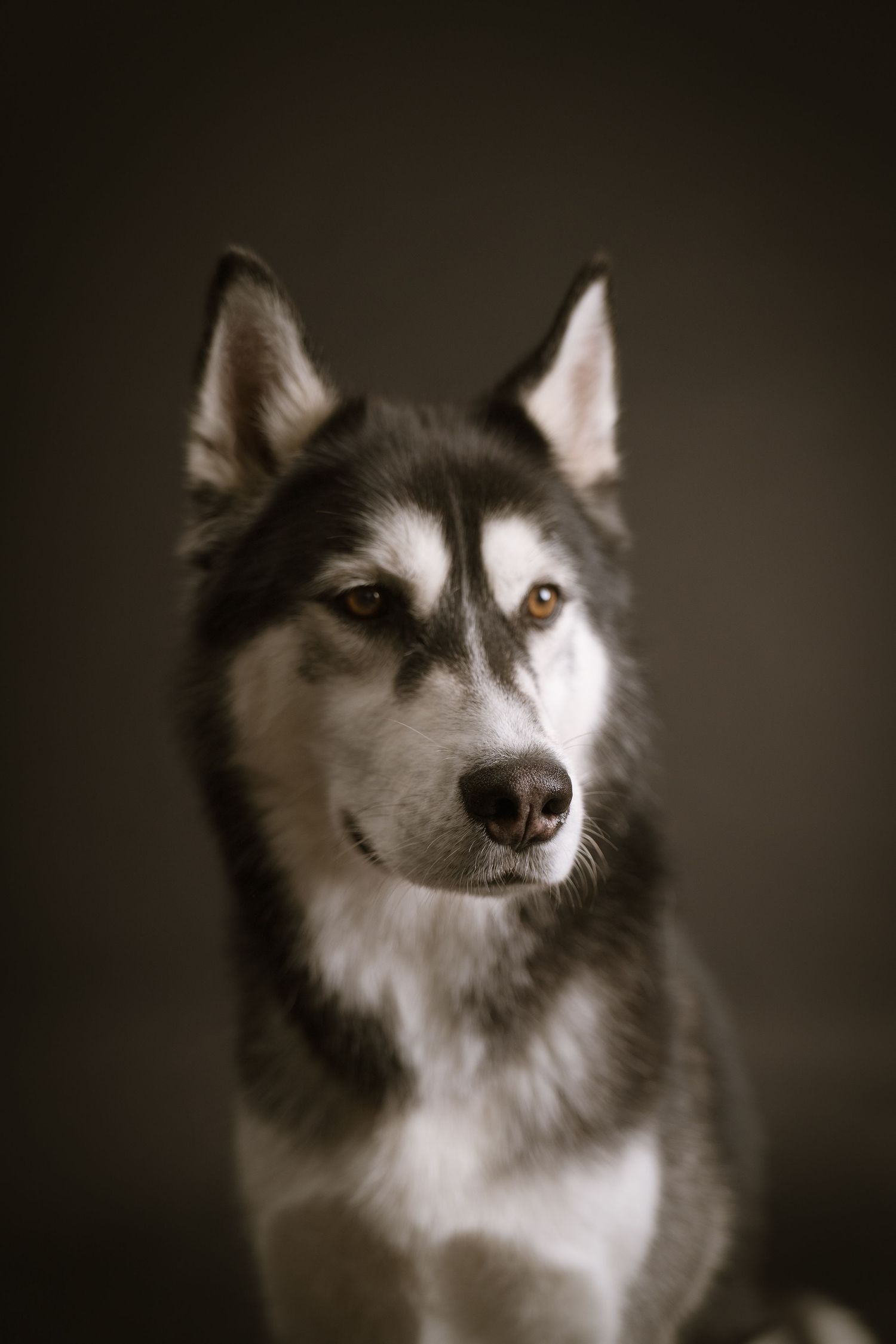 Moody dog portrait captured with dramatic studio lighting, deep shadows, and rich contrast,highlighting the dog’s personality and expression