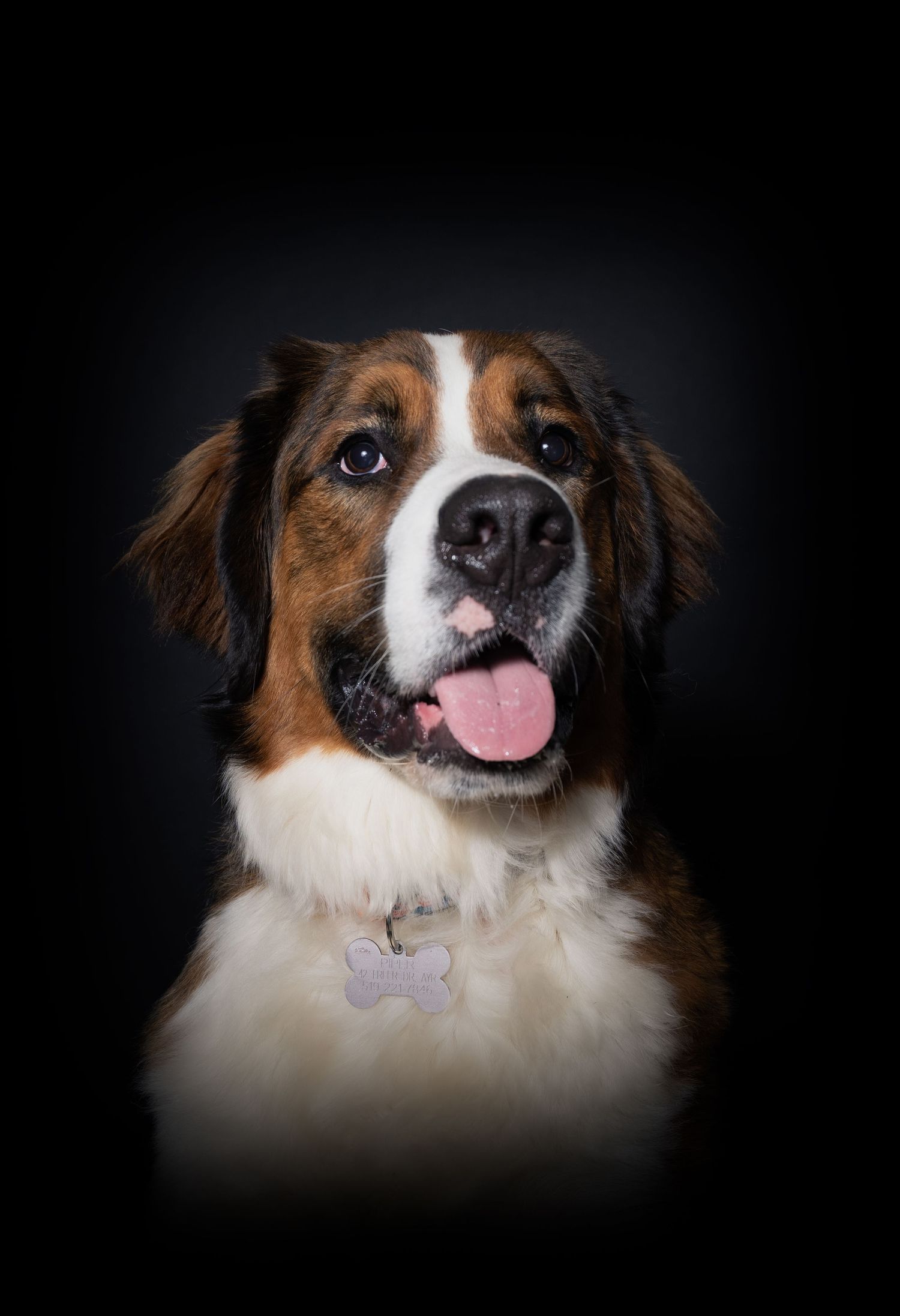 Moody dog portrait captured with dramatic studio lighting, deep shadows, and rich contrast,highlighting the dog’s personality and expression