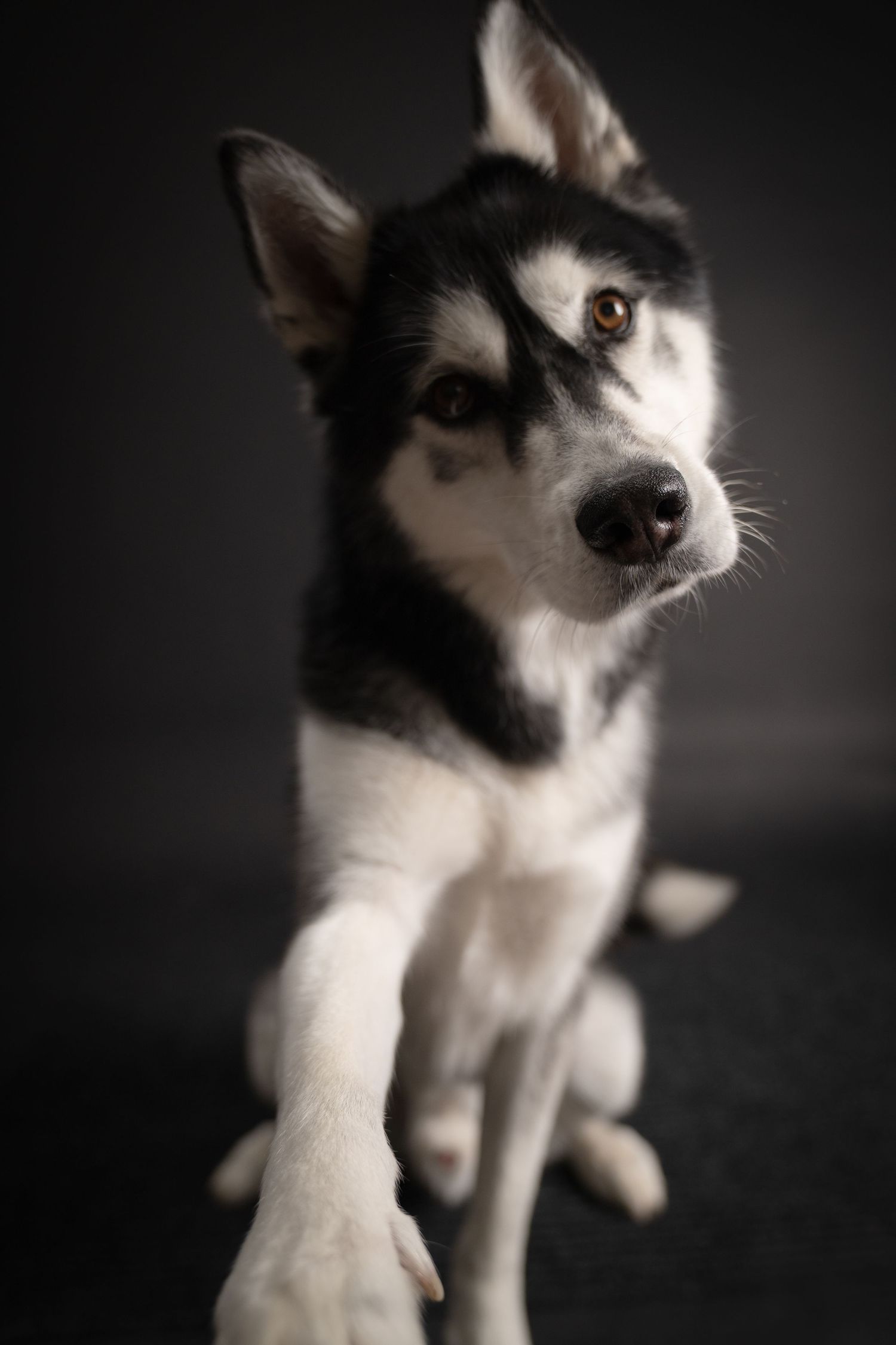 Moody dog portrait captured with dramatic studio lighting, deep shadows, and rich contrast,highlighting the dog’s personality and expression