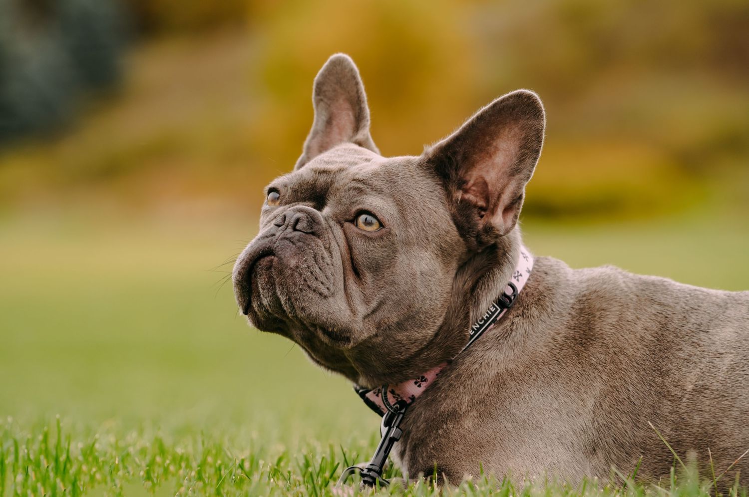 Outdoor dog portrait capturing a happy pup in natural light, surrounded by greenery, with a candid and playful feel.