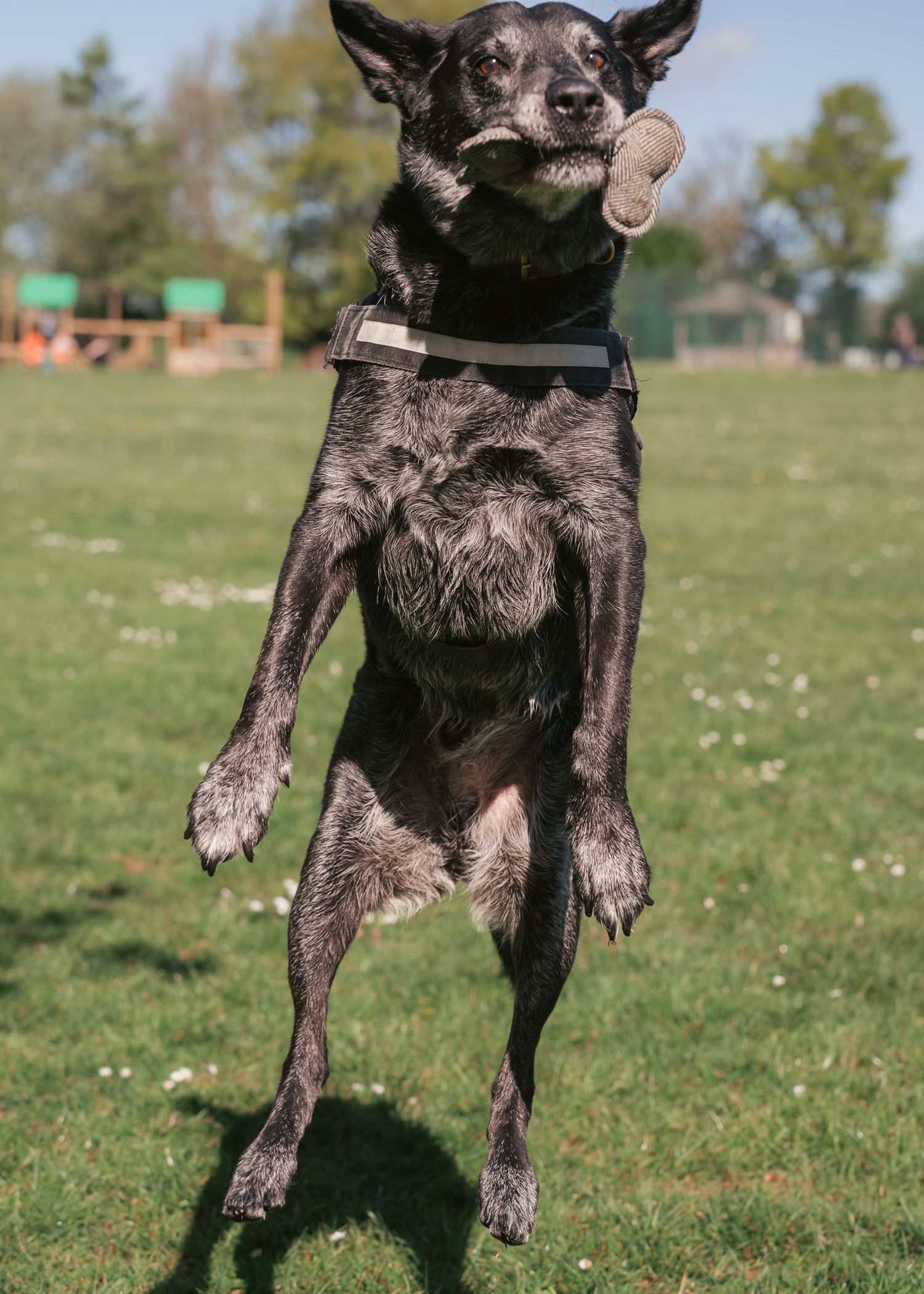 Jumping mixed breed dog