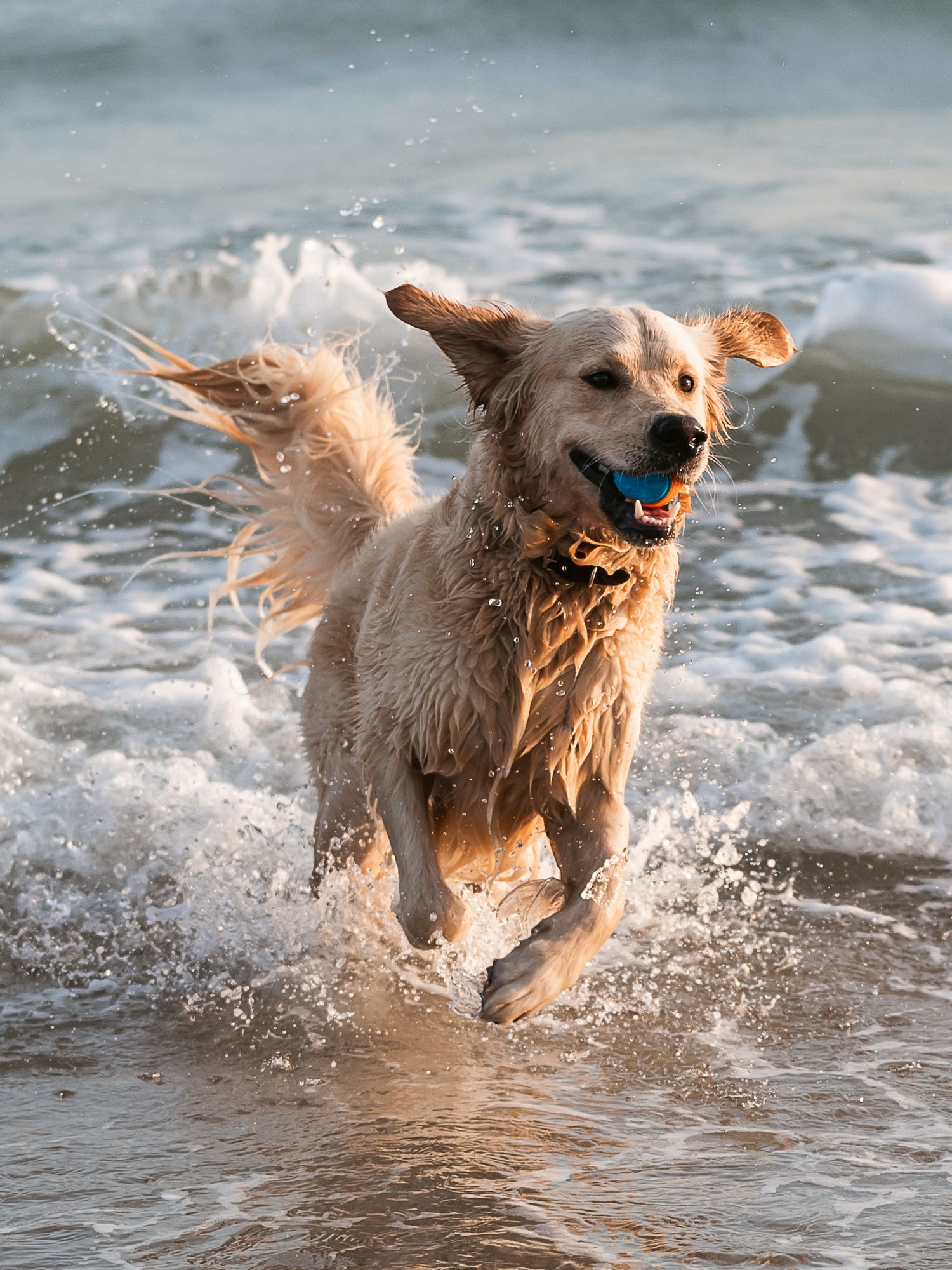 golden retriever running through sea