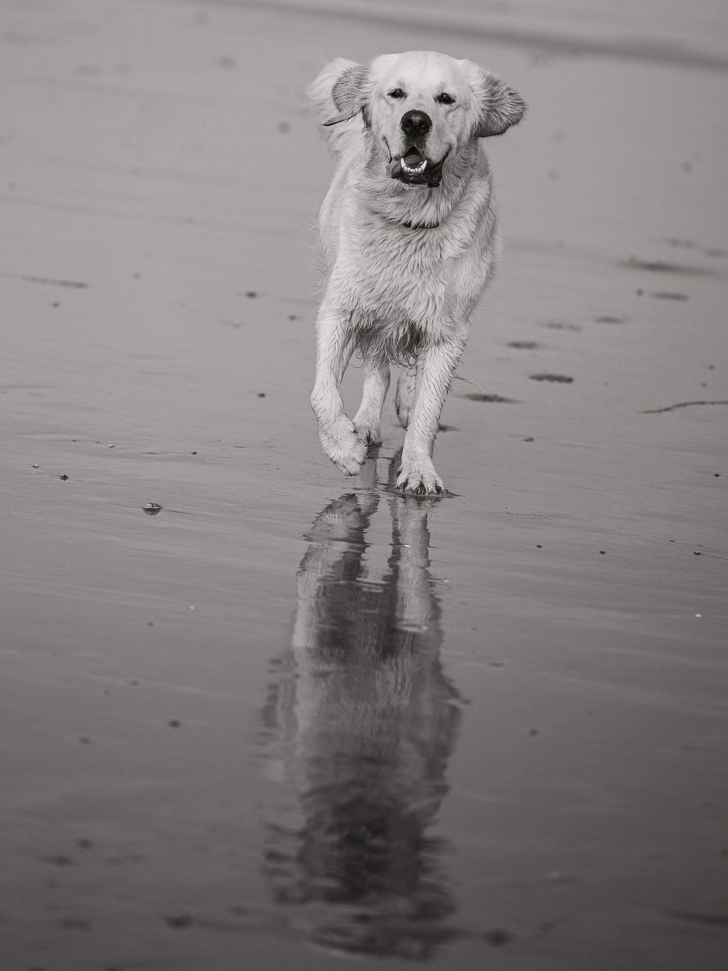 Labrador walking on the beach with reflection in the wet sand