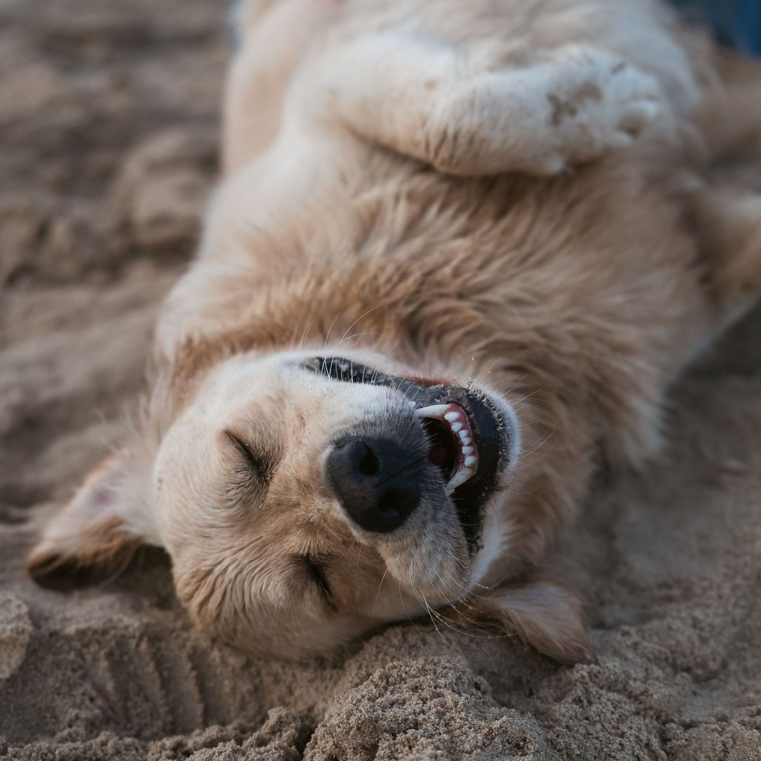 Relaxed smiling labrador enjoying the beach
