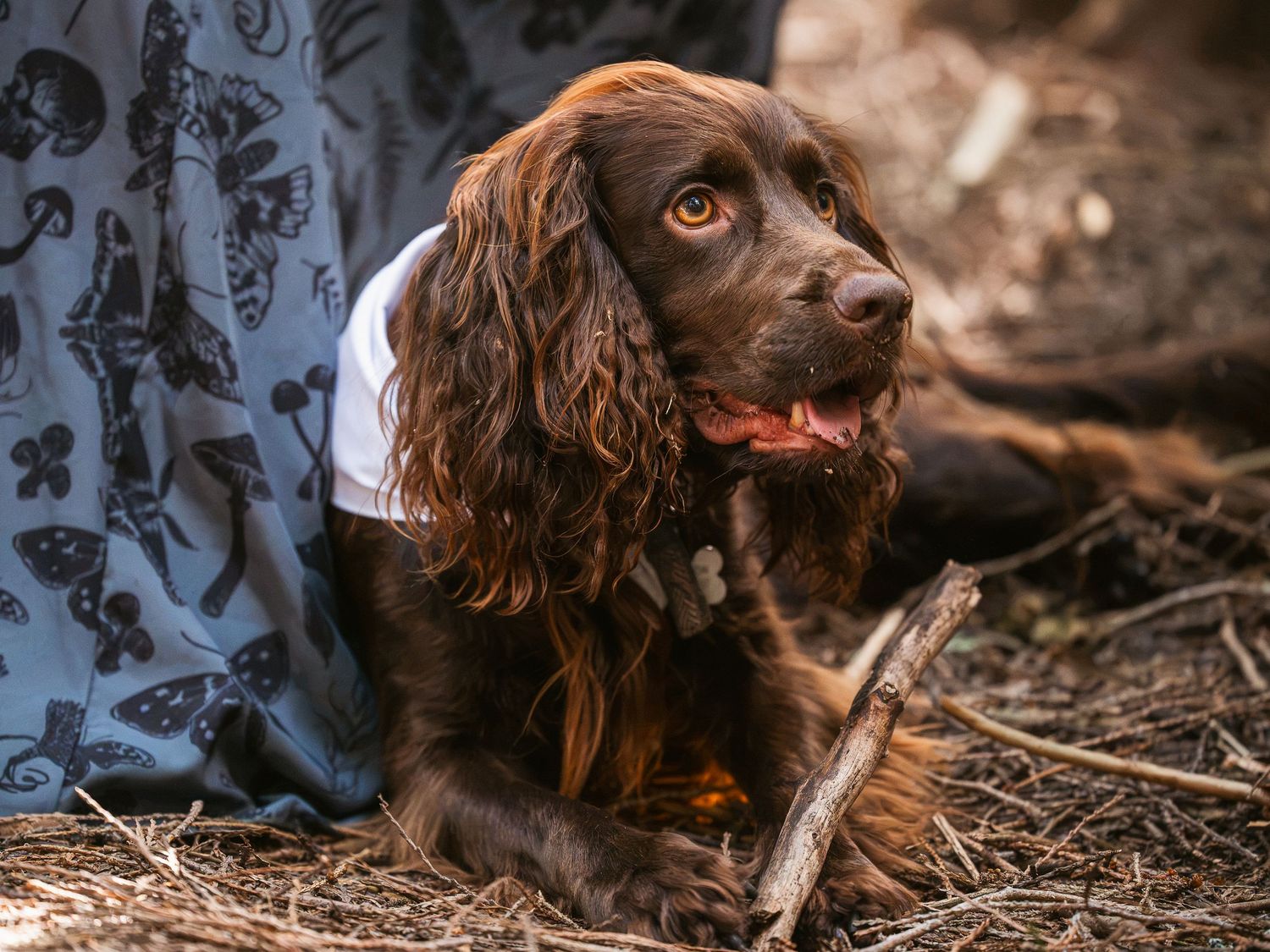 Brown spaniel holding stick watching his humans