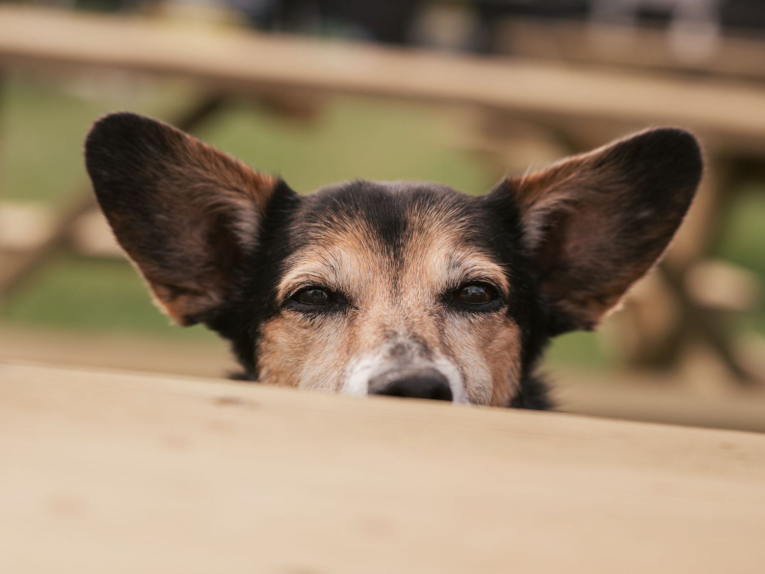 Jack Russell peeking over the table