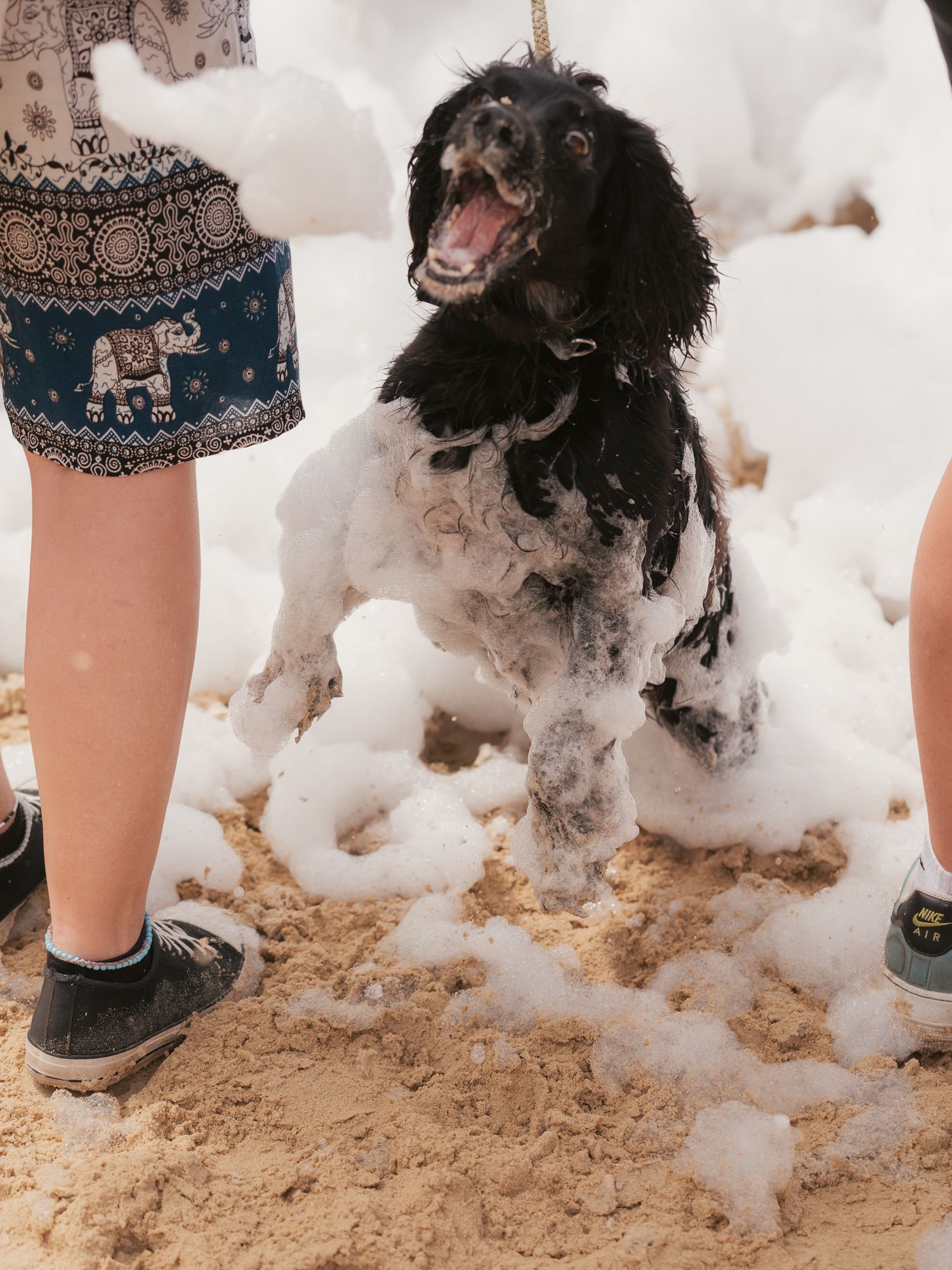 Spaniel enjoying the bubbles at dogstival