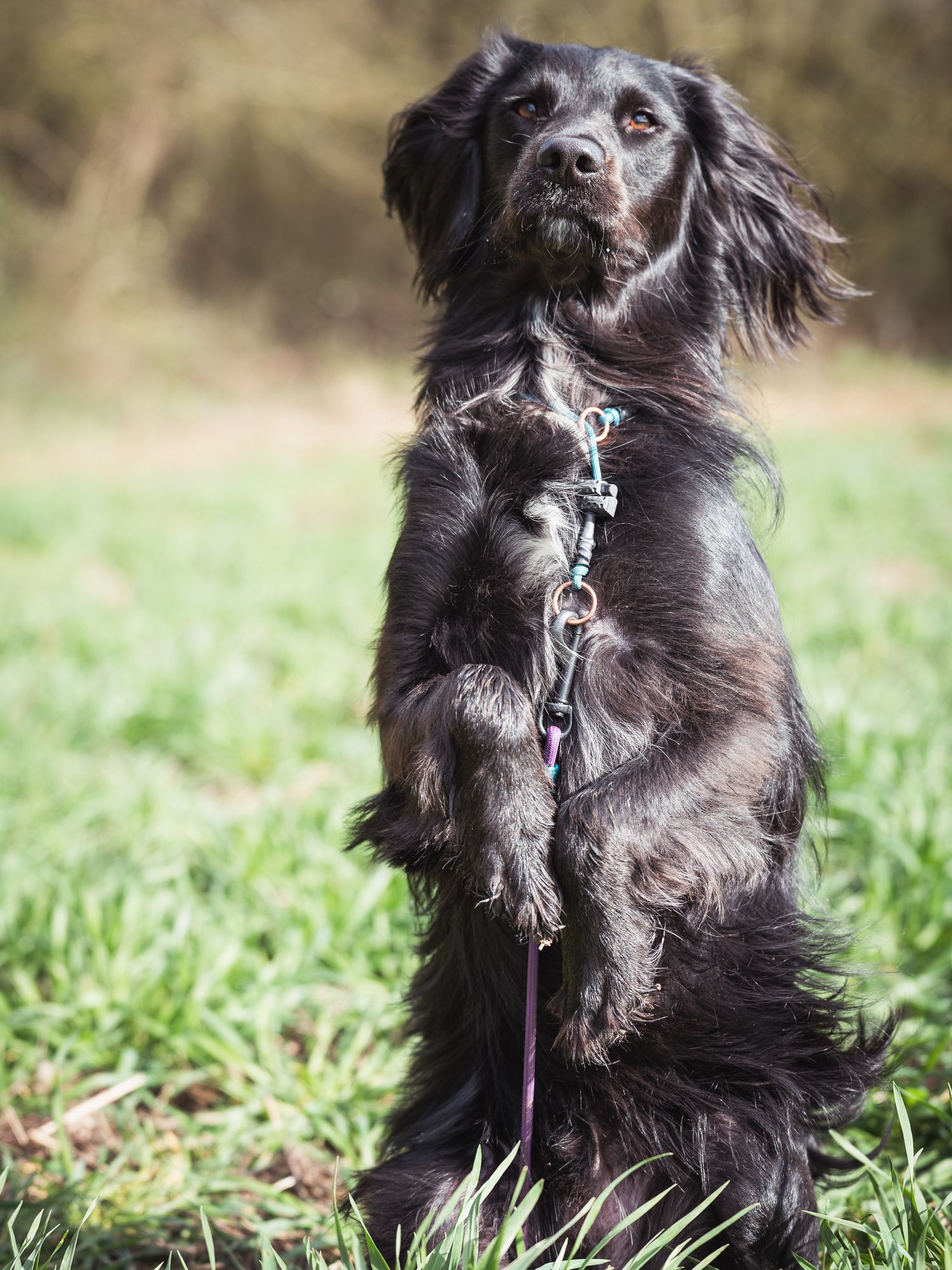 Sitting pretty pose black spaniel cross breed