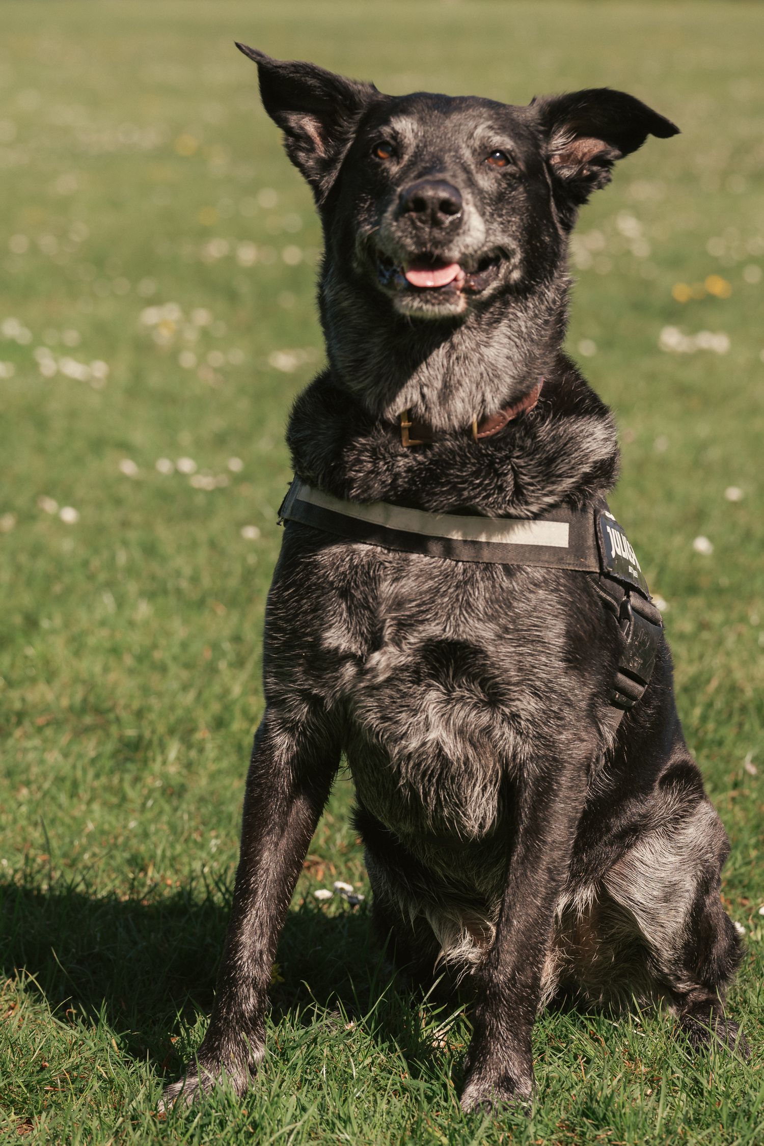 Sitting black mixed breed dog