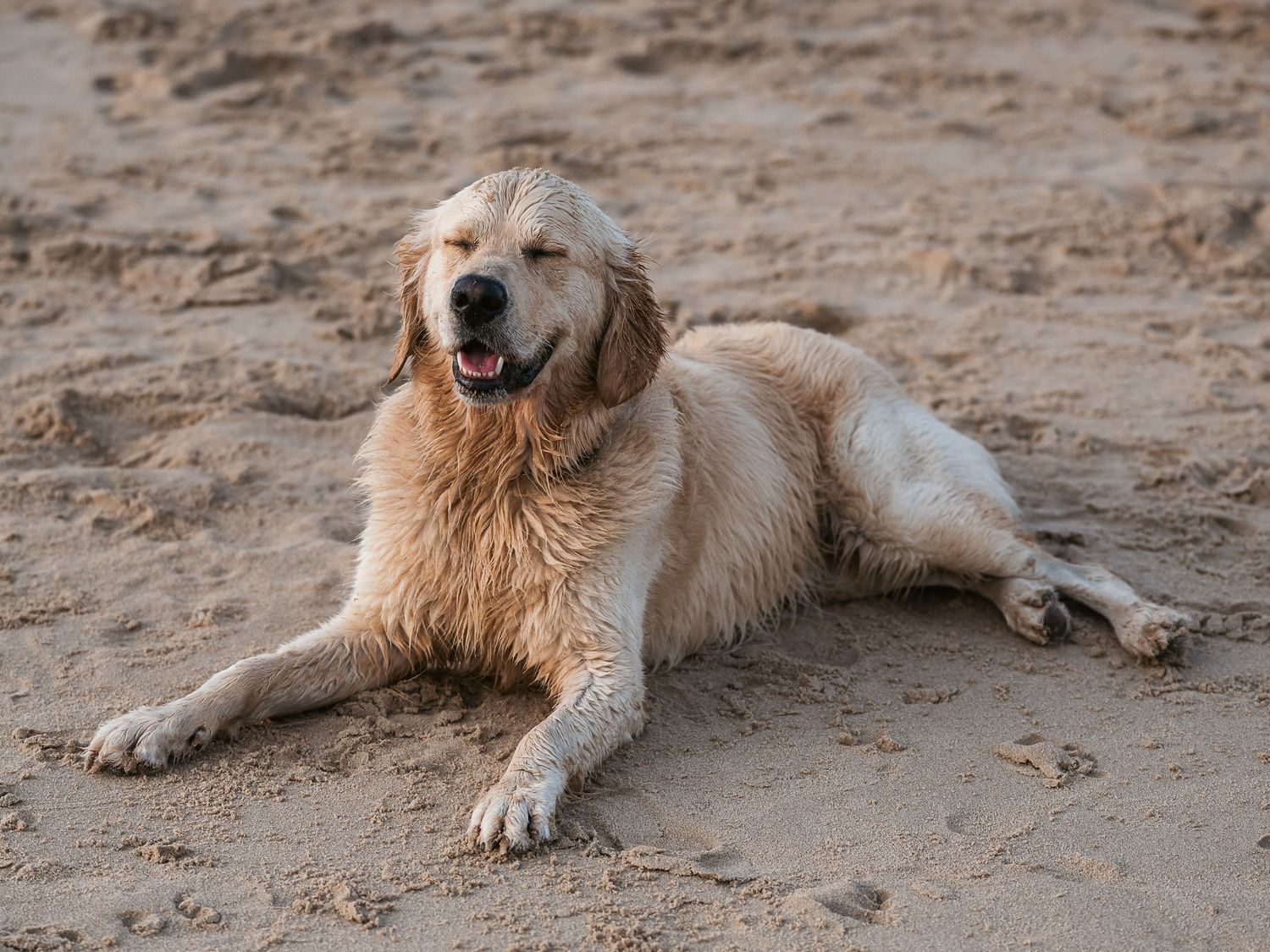 Labrador relaxing at the beach