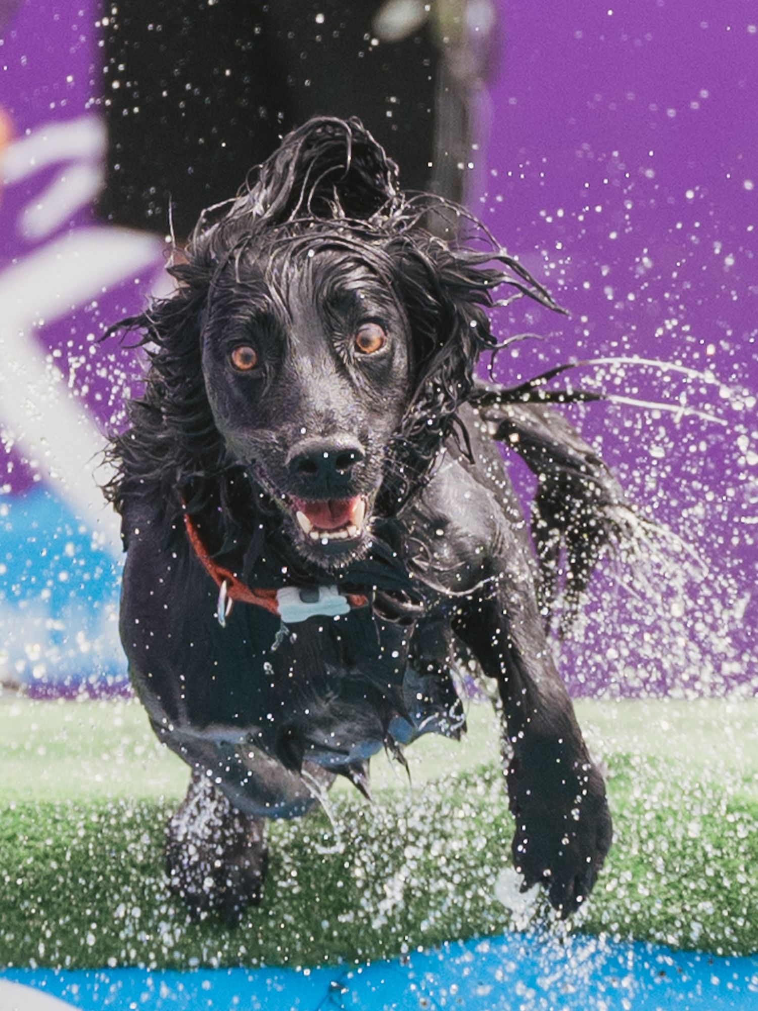 spaniel jumping through water