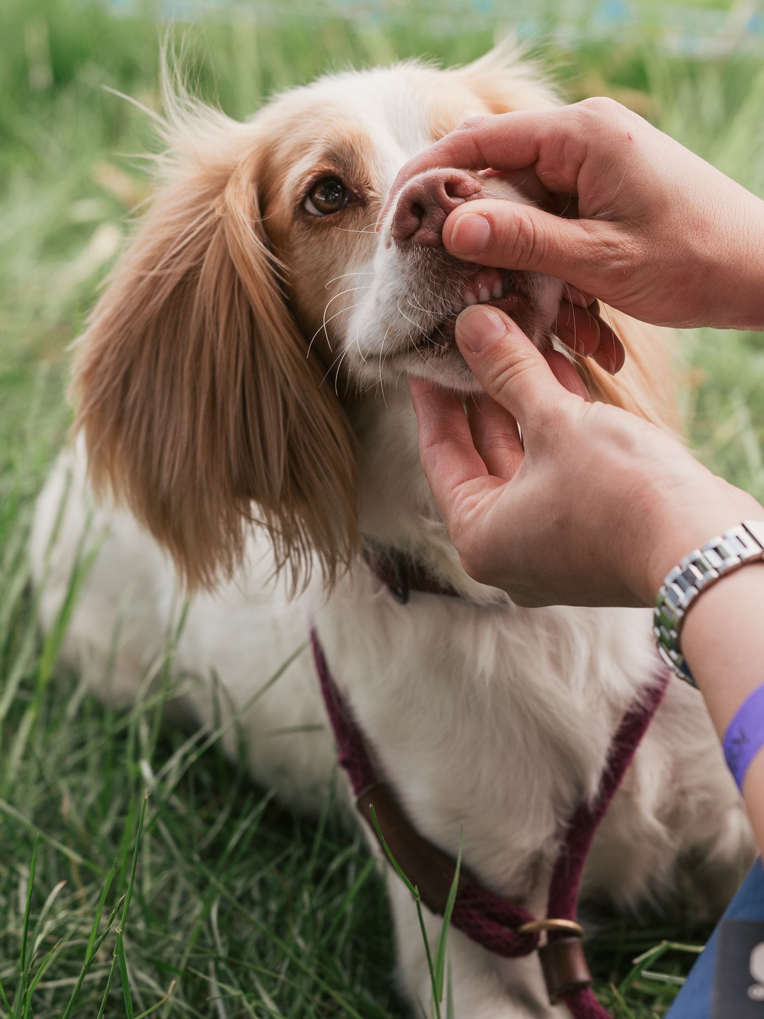 Spaniel having her teeth checked