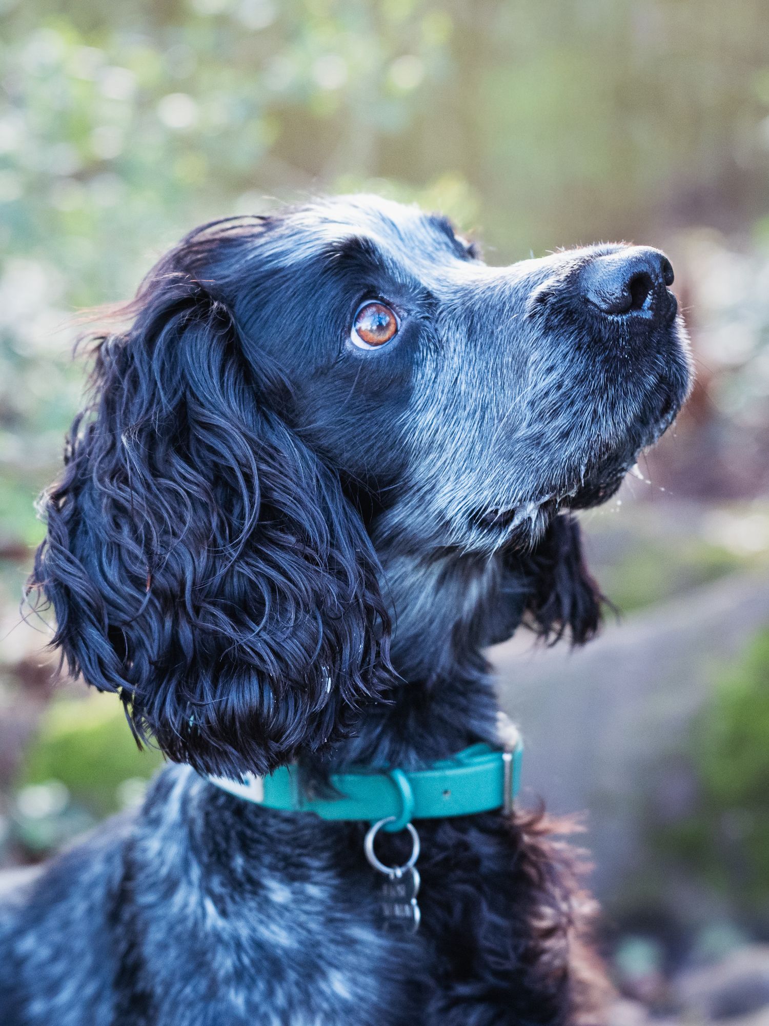 Spaniel looking up at his owner