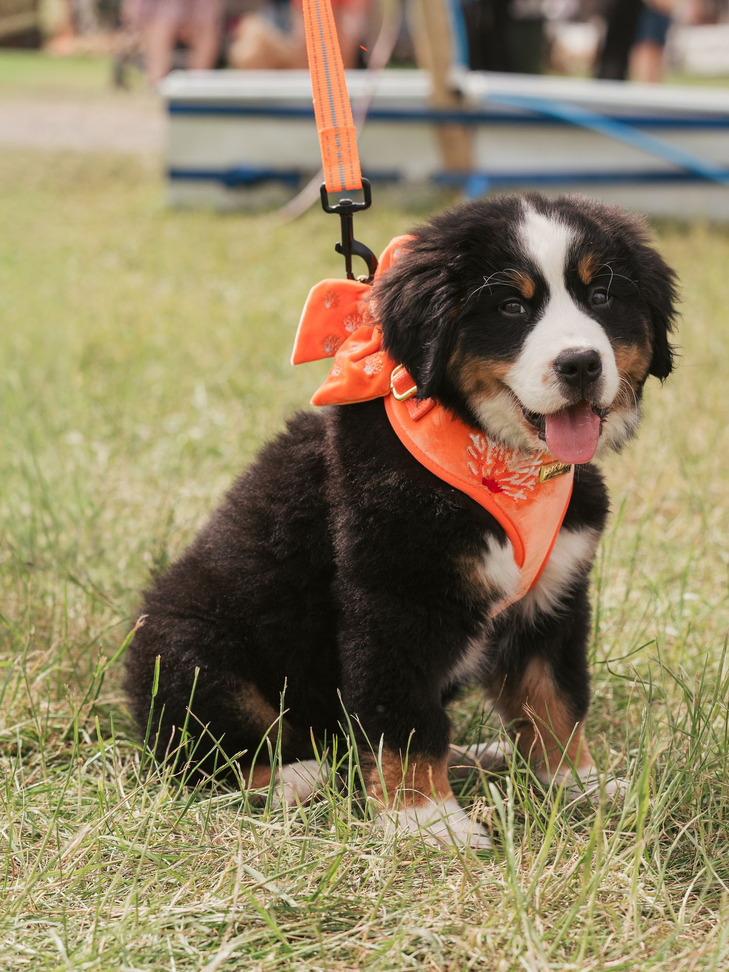 Newfoundland puppy sitting