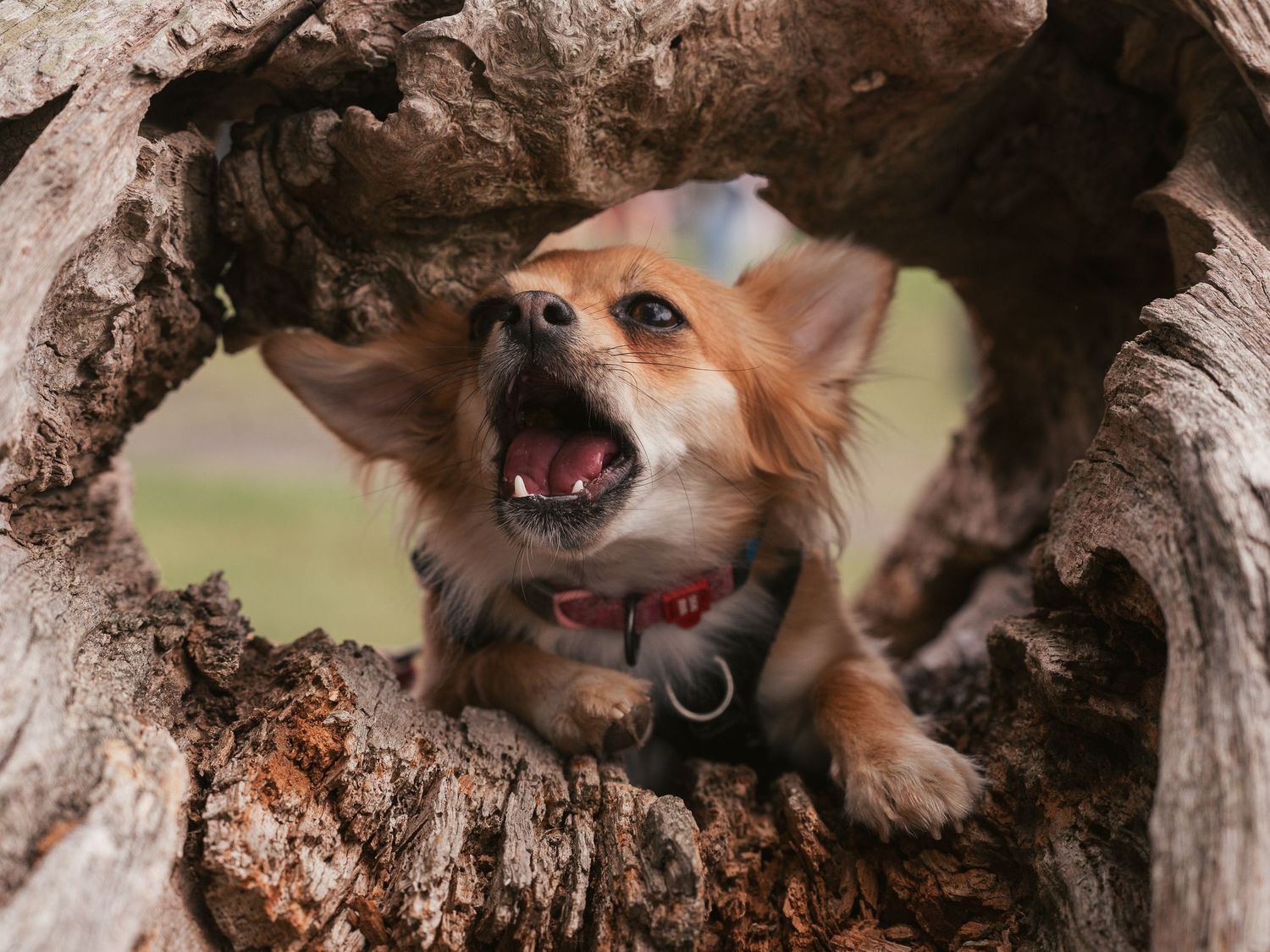 Chihuahua in log like an MGM lion