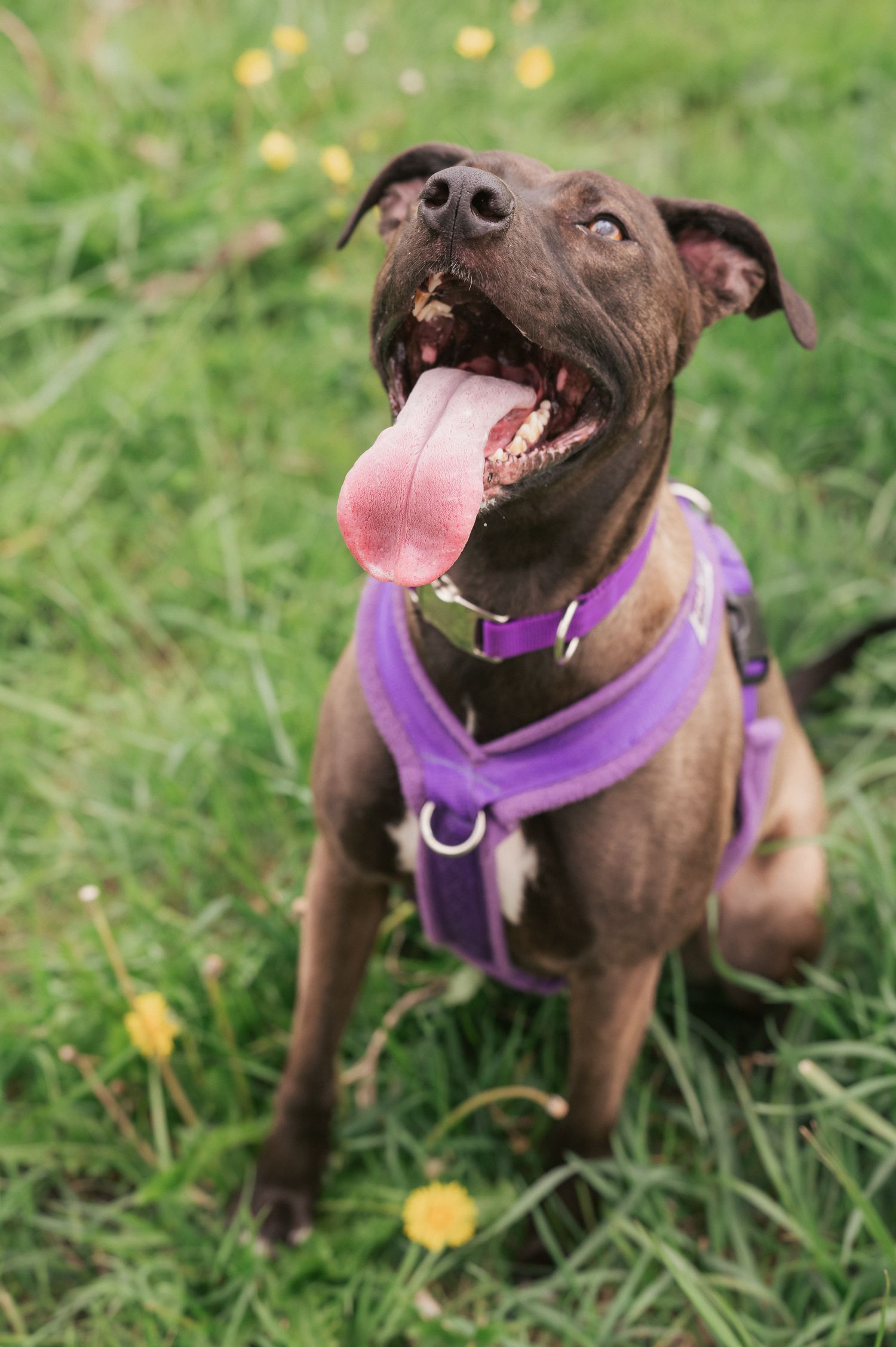 dog sitting with tongue poking out