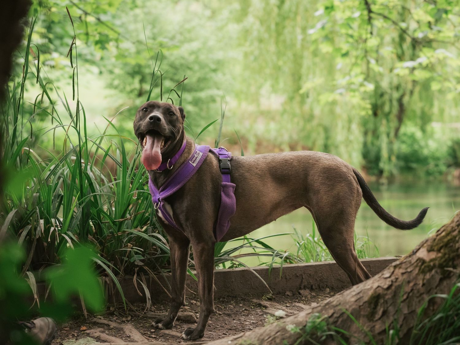 dog portrait amongst trees and river