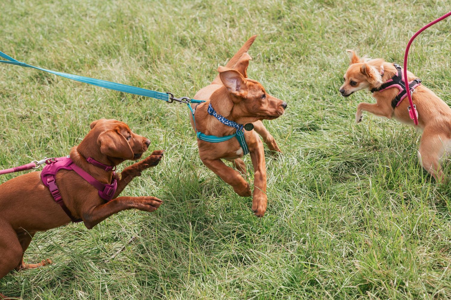 Puppies playing at Dogstival