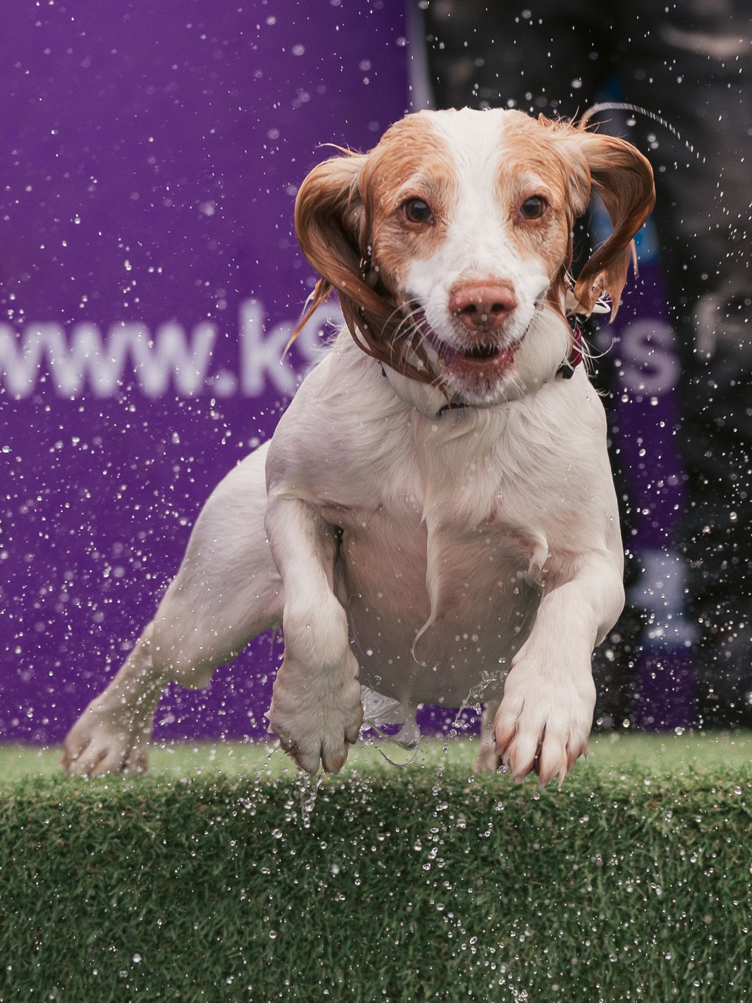 Jumping spaniel through the water