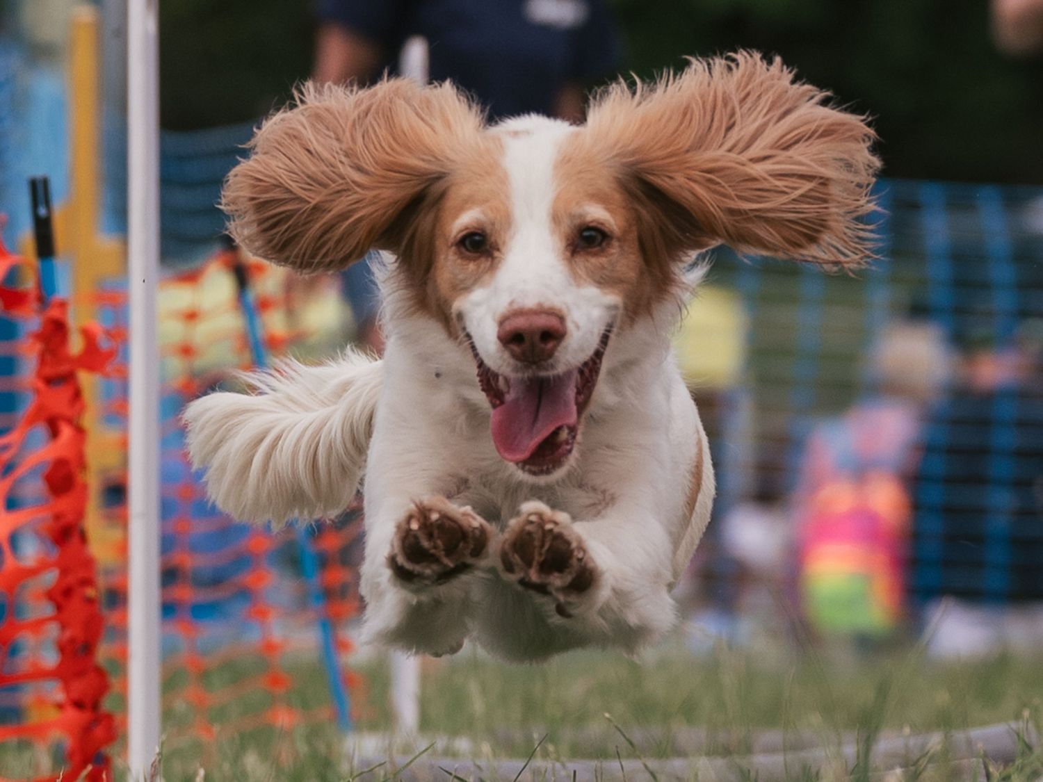 Jumping spaniel