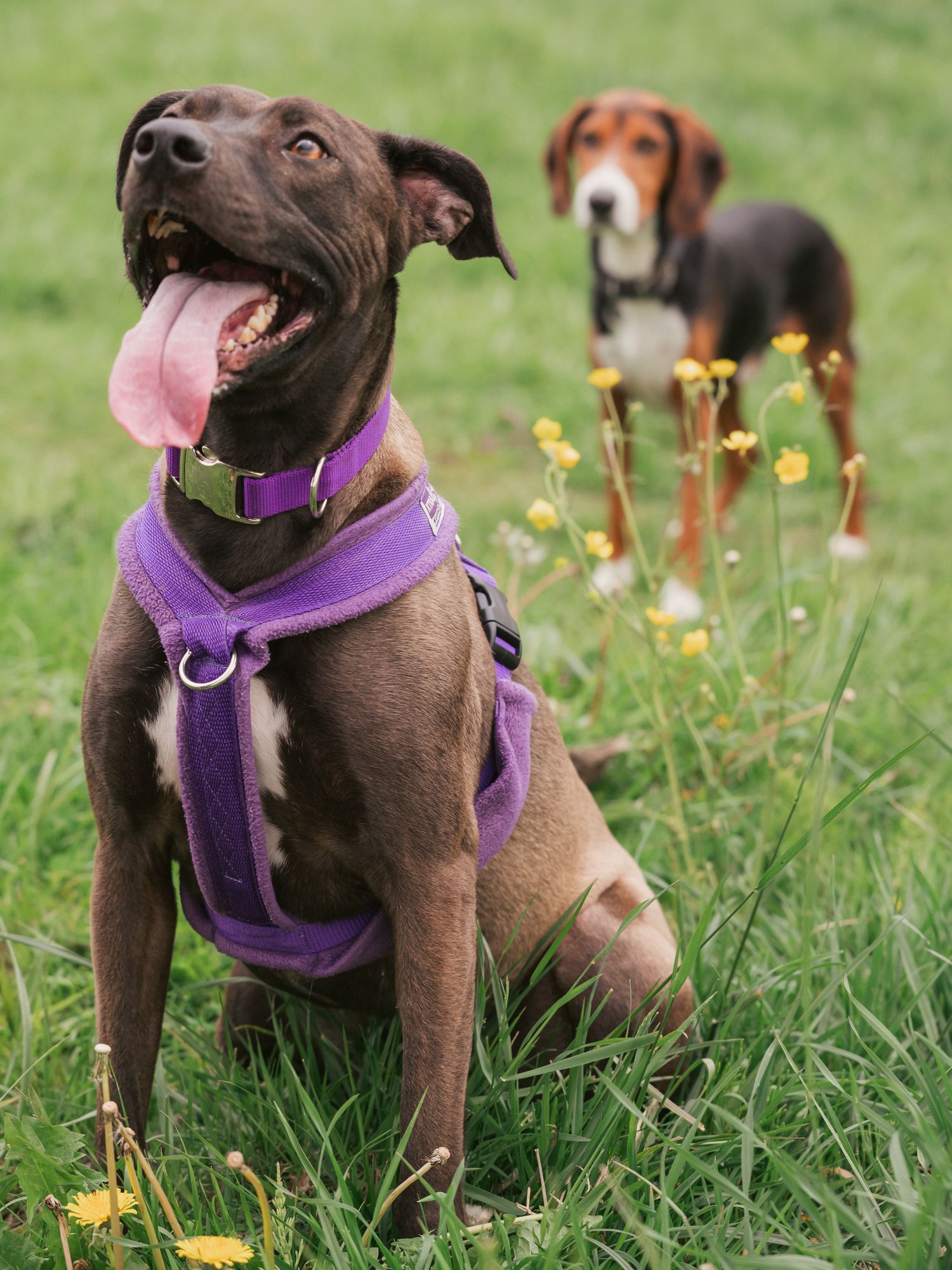 Staffie cross whippet sat with hound behind