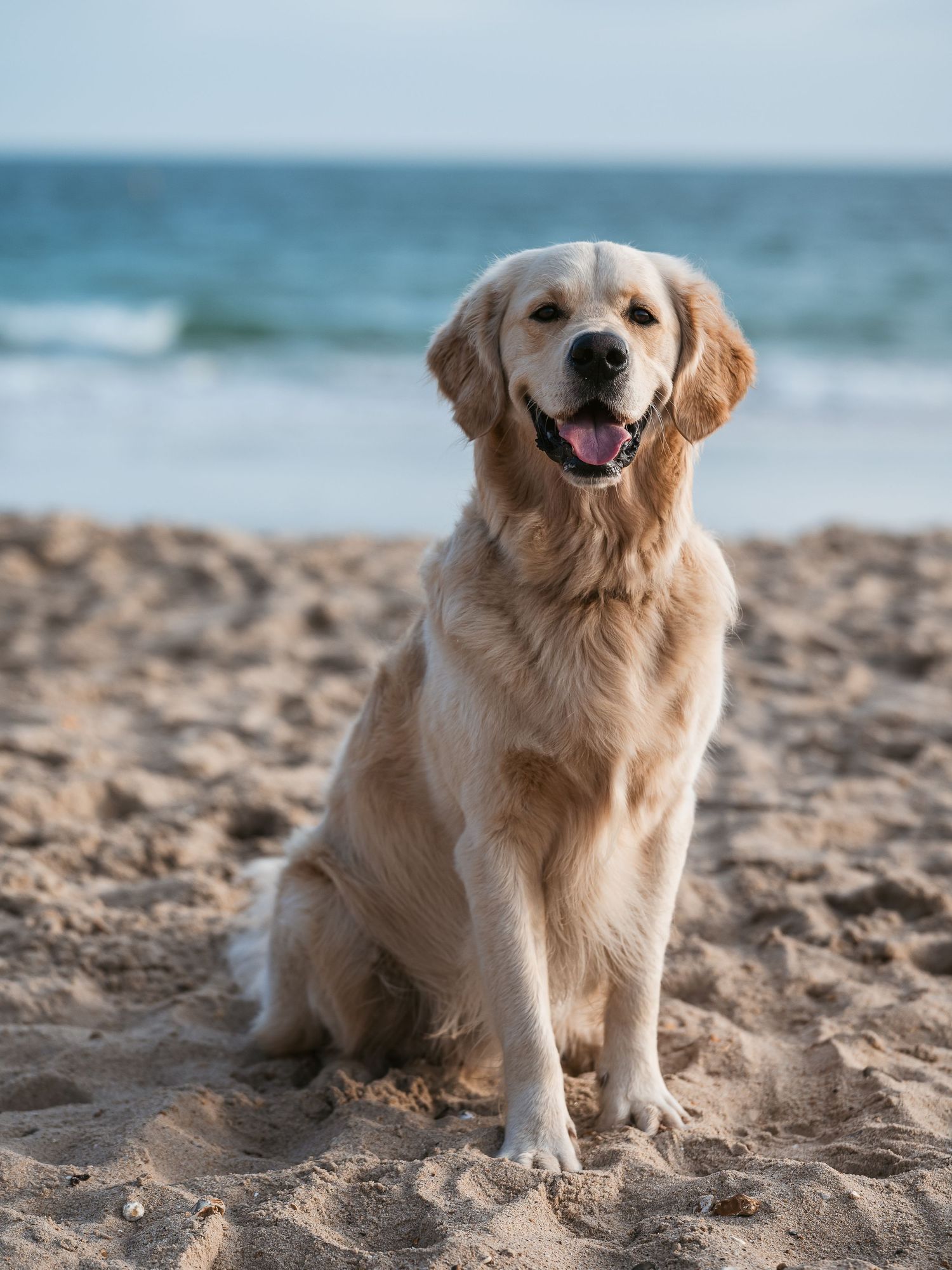 golden retriever sitting at the beach