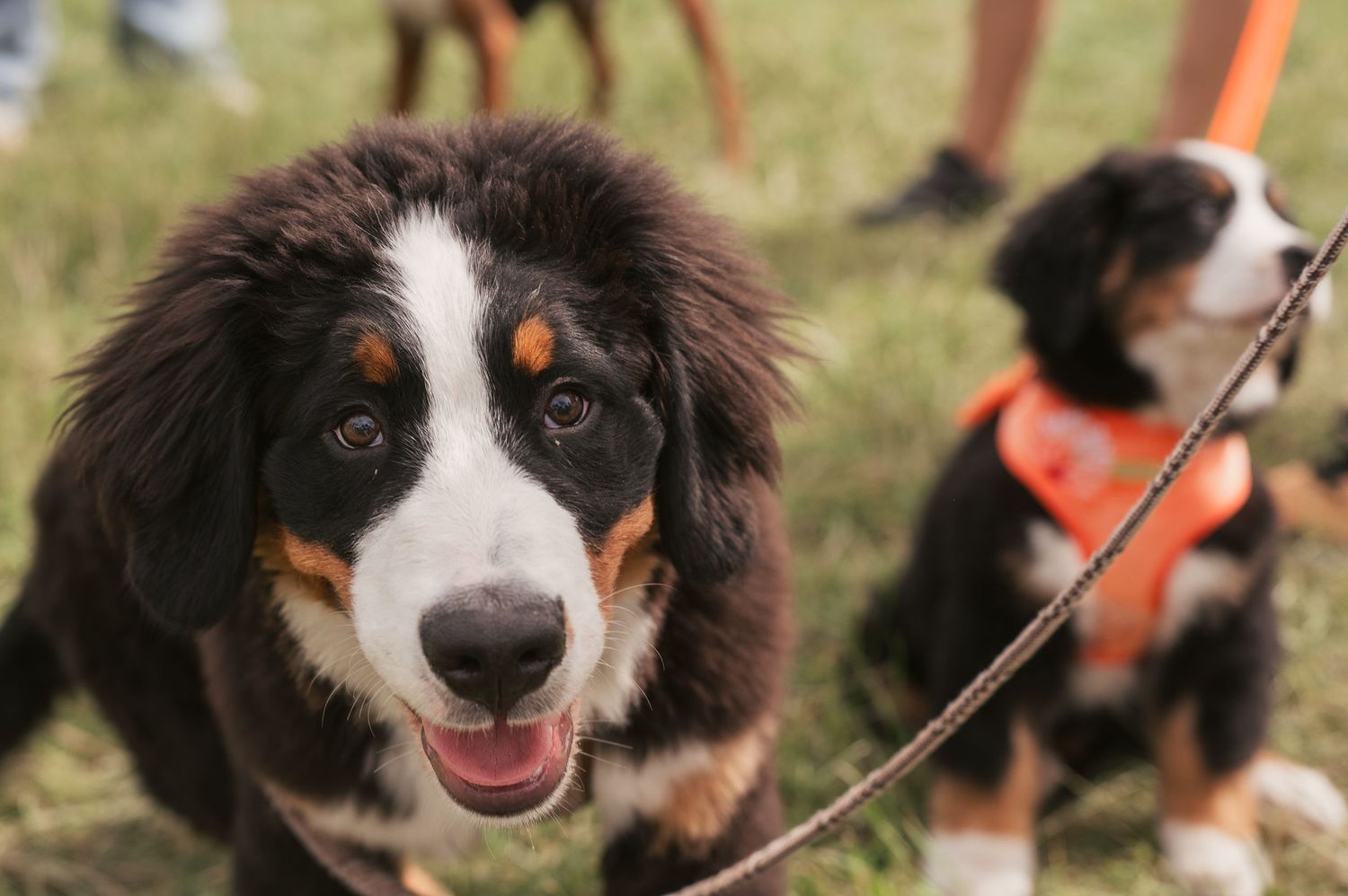 newfoundland puppies