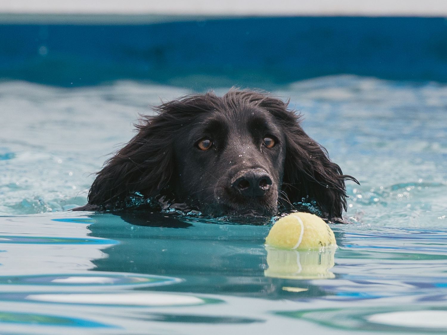 Swimming spaniel getting tennis ball