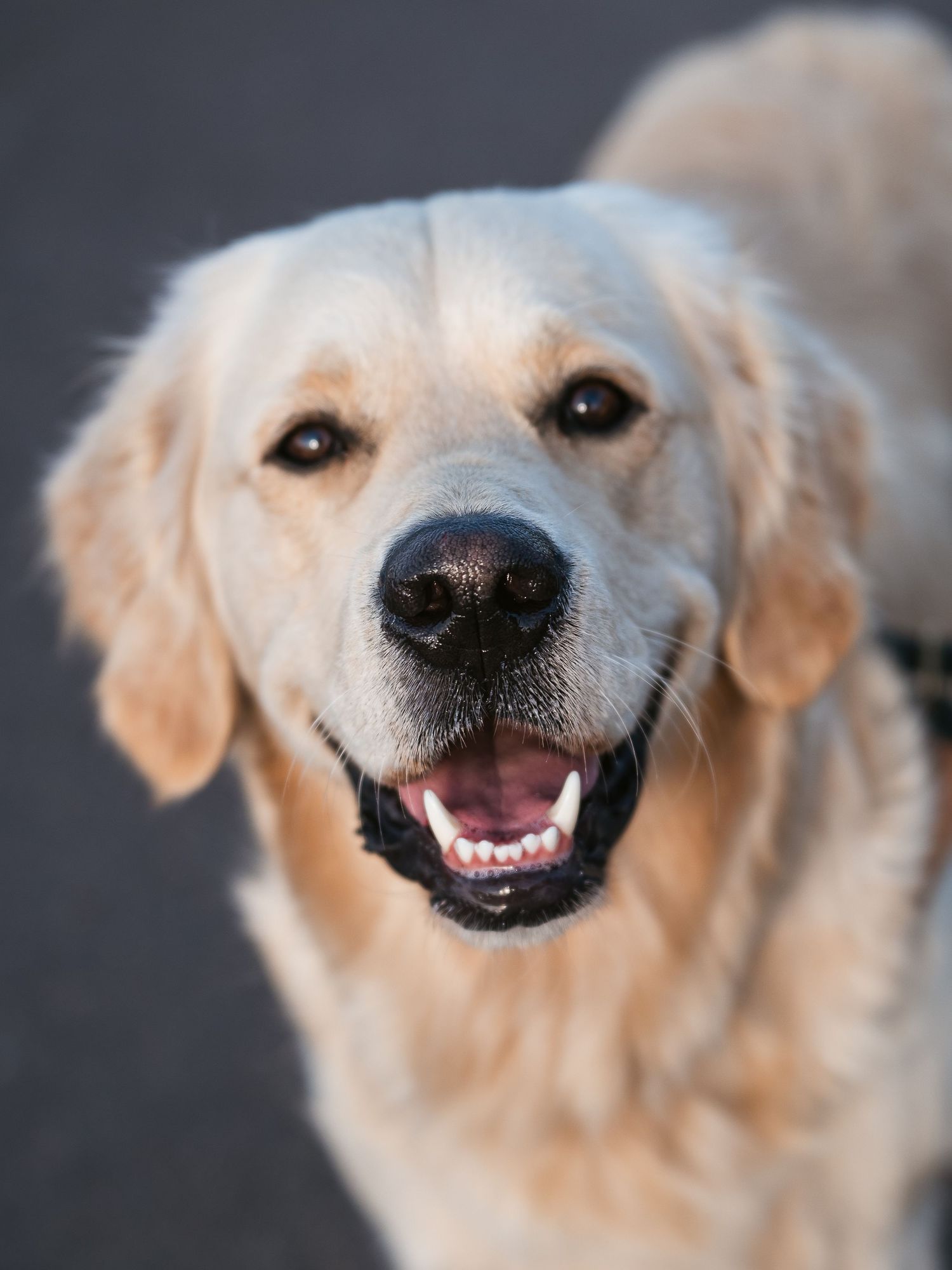 Smiling golden retriever
