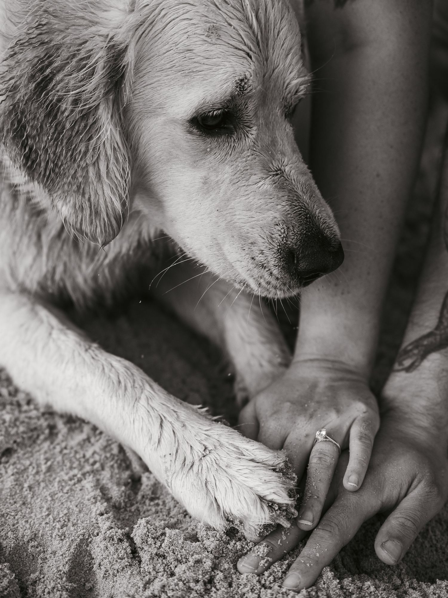 Labrador holding his humans hands showing off engagement ring