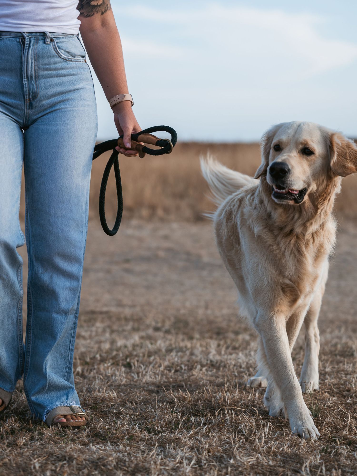 Golden retriever walking with his human at the beach