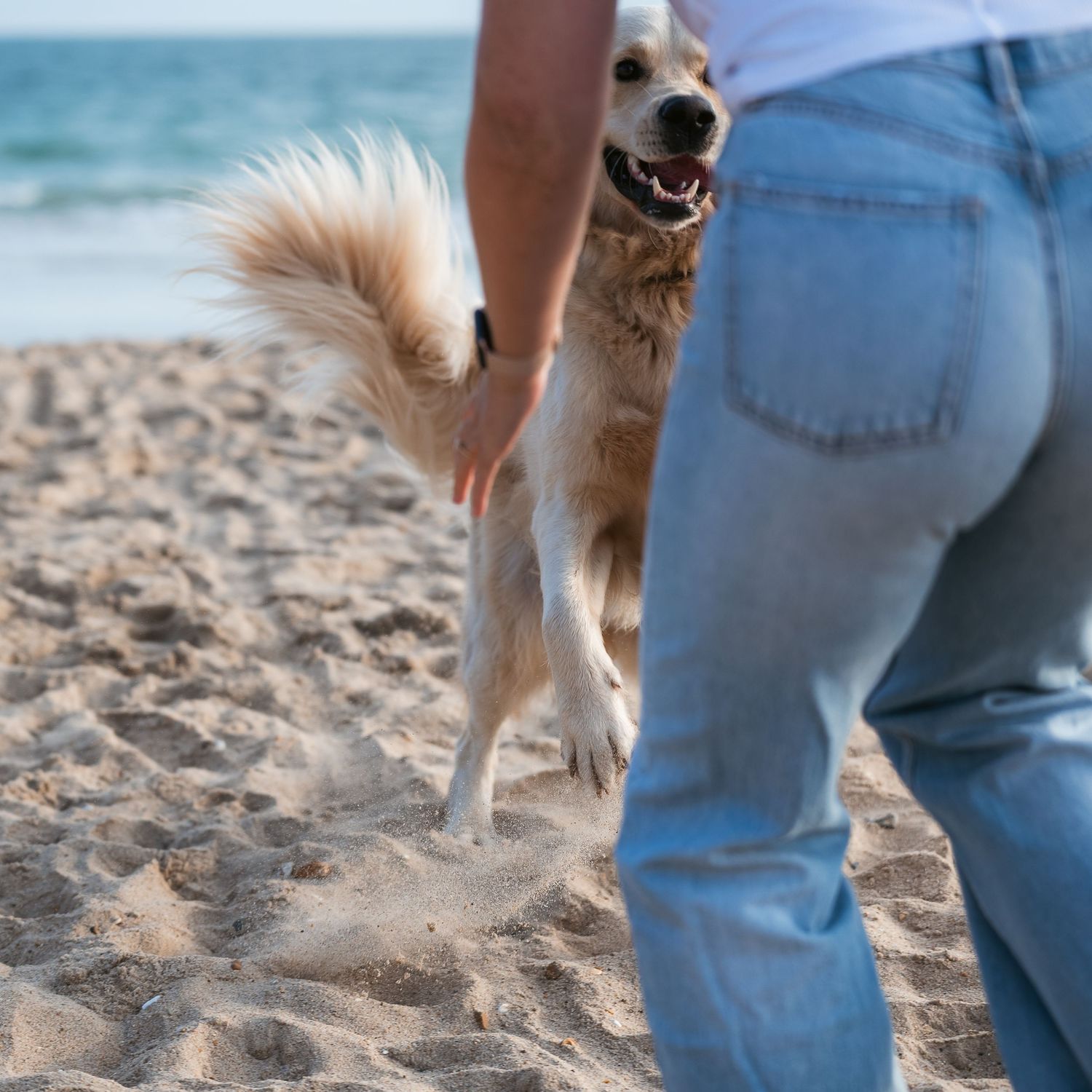 golden retriever and lady playing at beach
