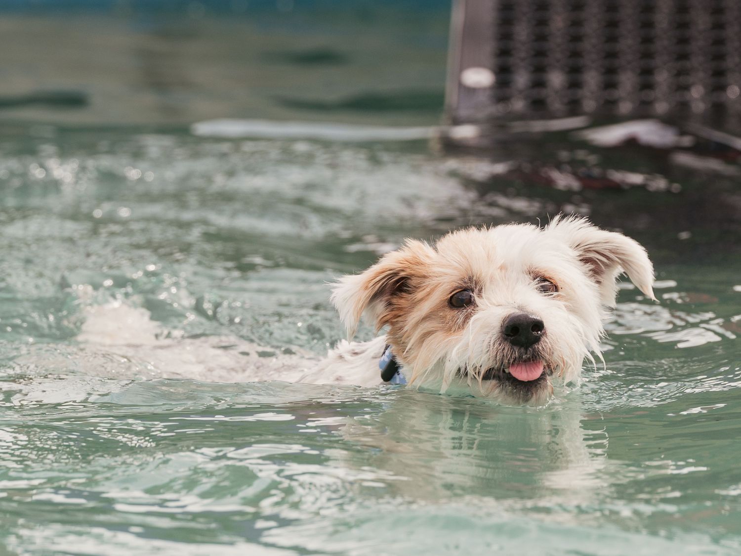 Swimming terrier