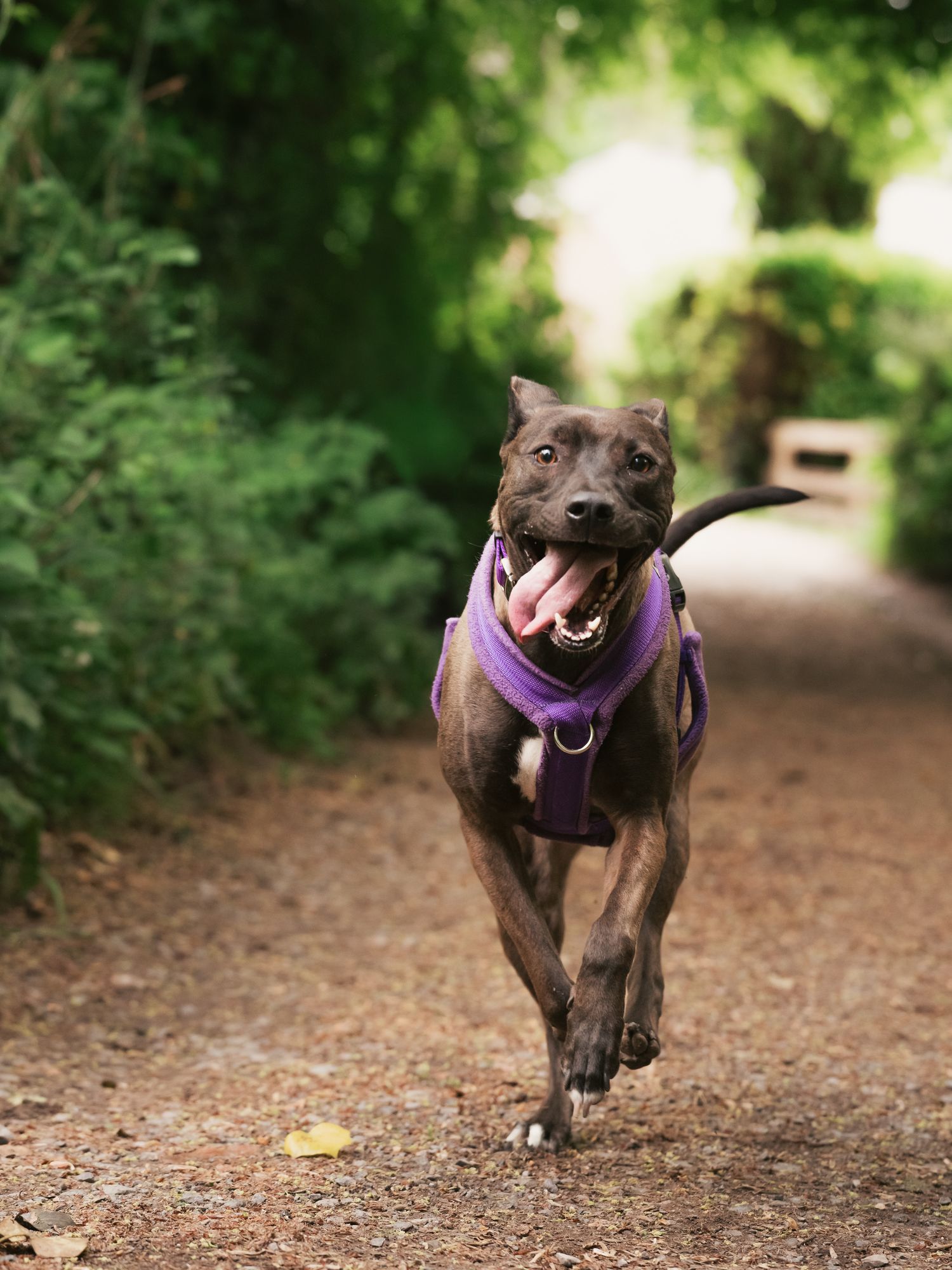 dog running on path