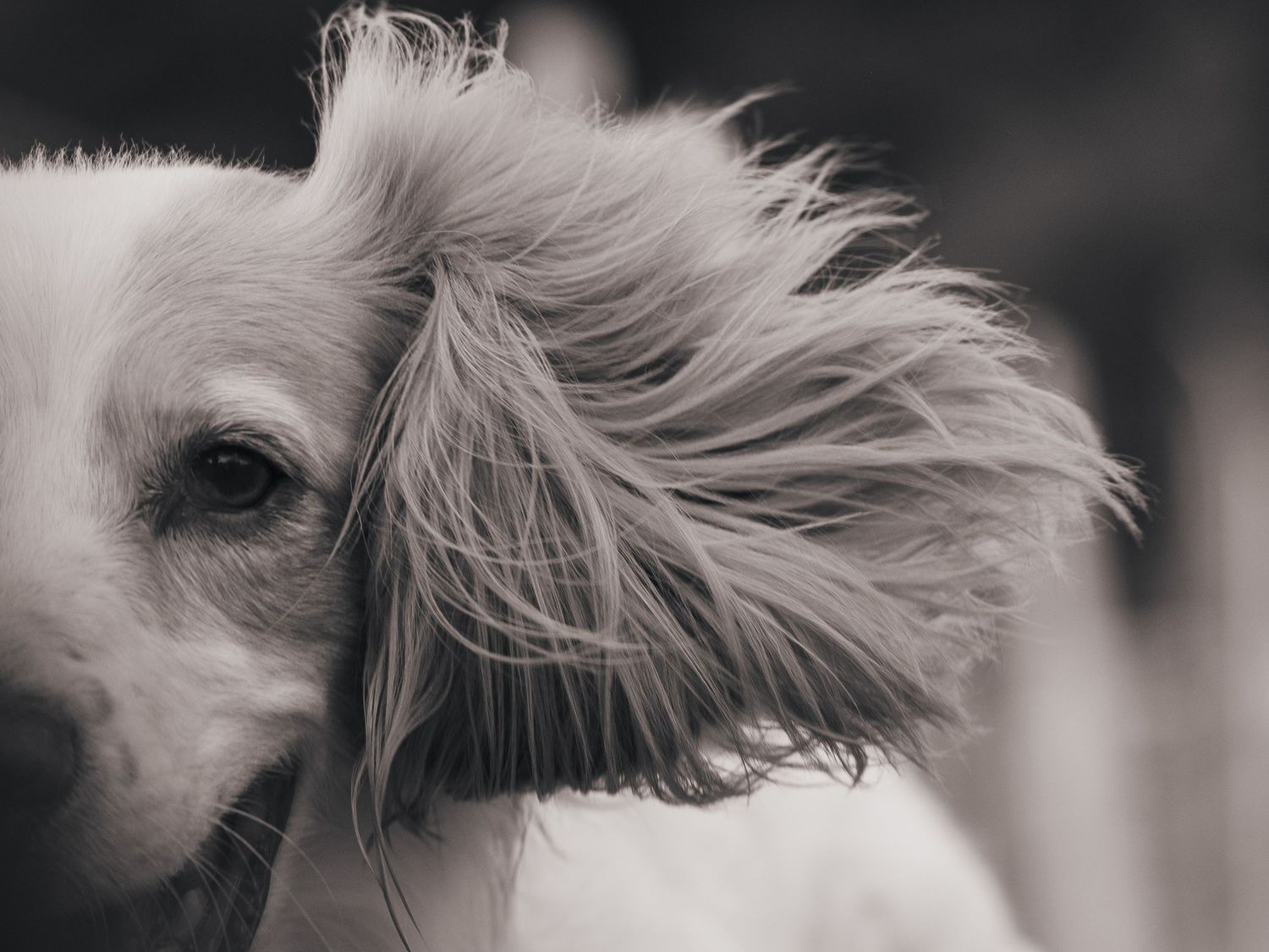 Artistic black and white shot of spaniel