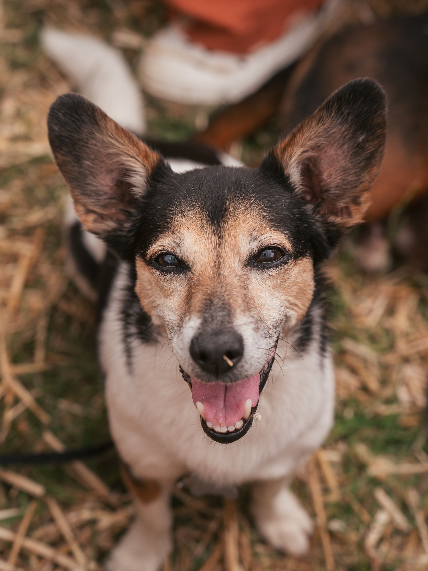 Jack Russell sitting looking up smiling