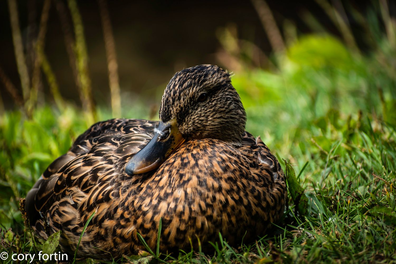 A mallard duck resting peacefully on green grass, showcasing its brown speckled plumage in soft natural light.